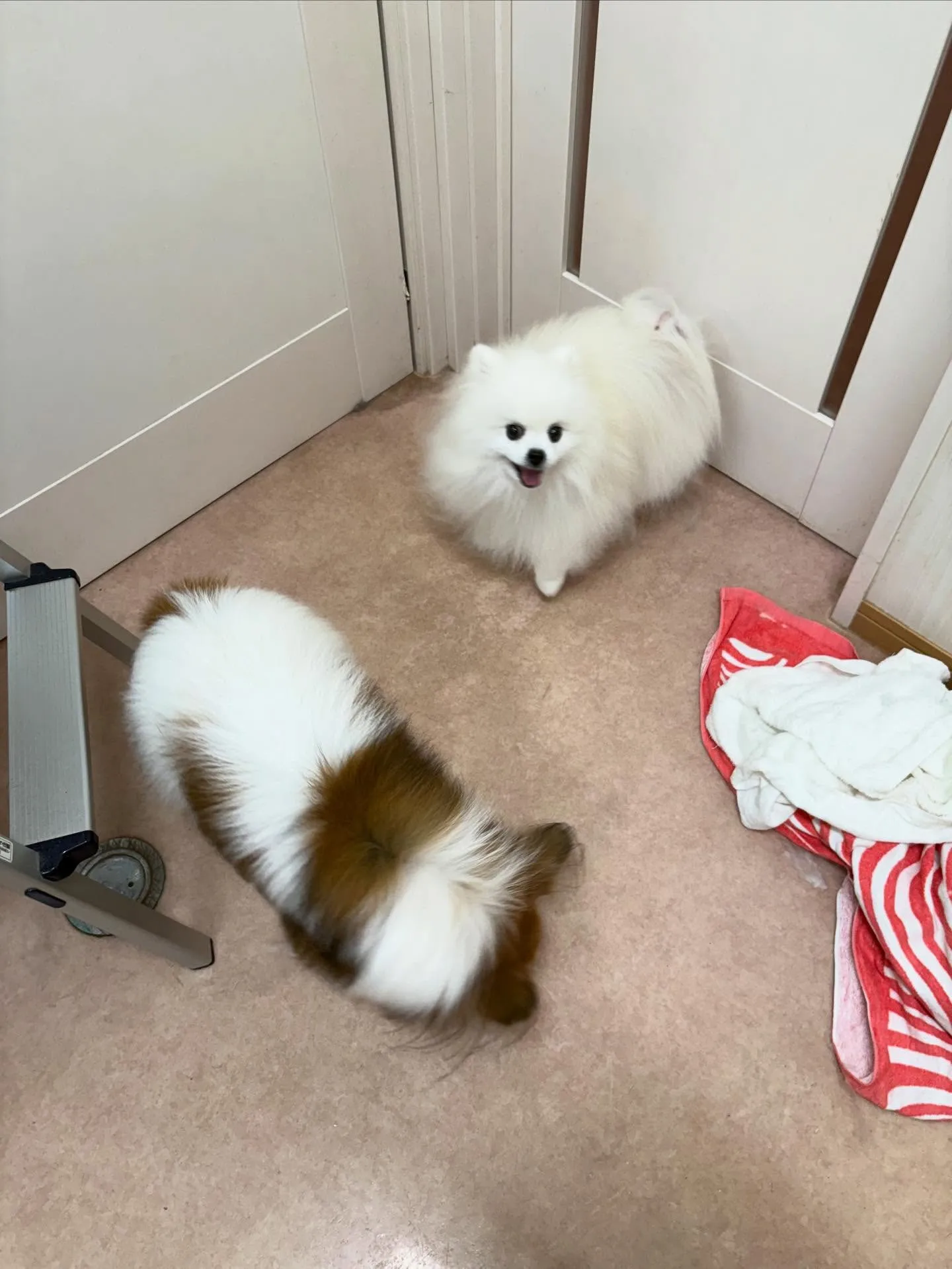 犬のシャンプー🫧