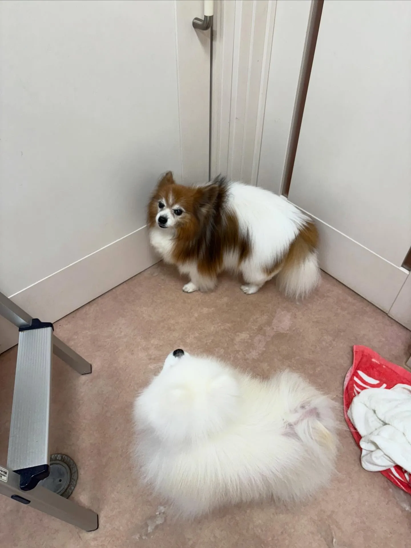 犬のシャンプー🫧