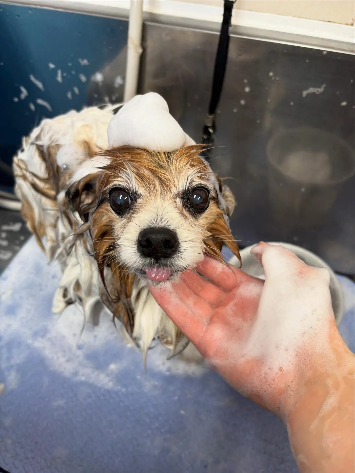 犬のシャンプー🫧