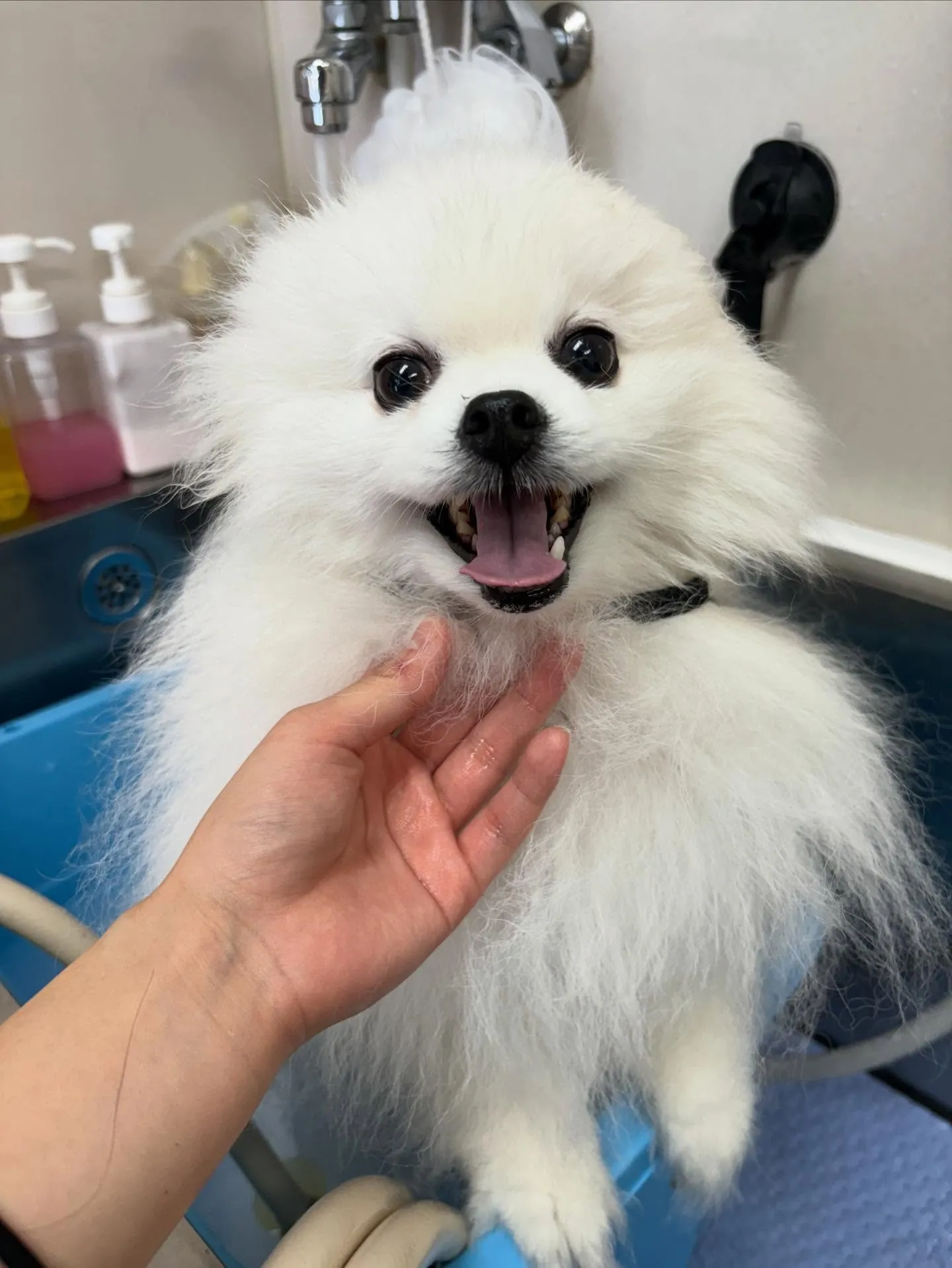 犬のシャンプー🫧