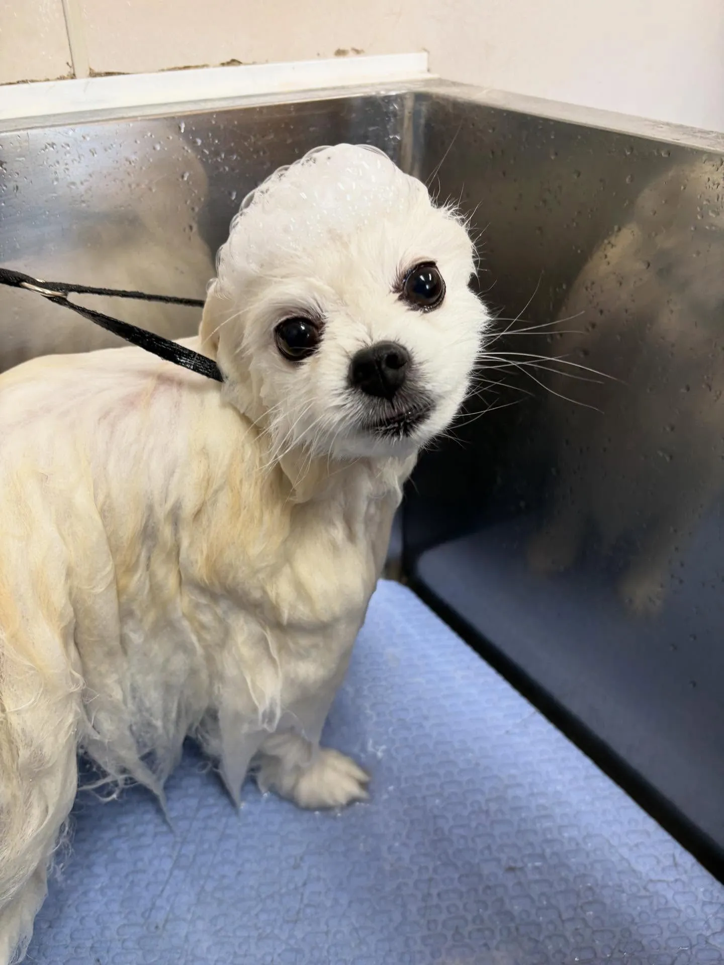 犬のシャンプー🫧