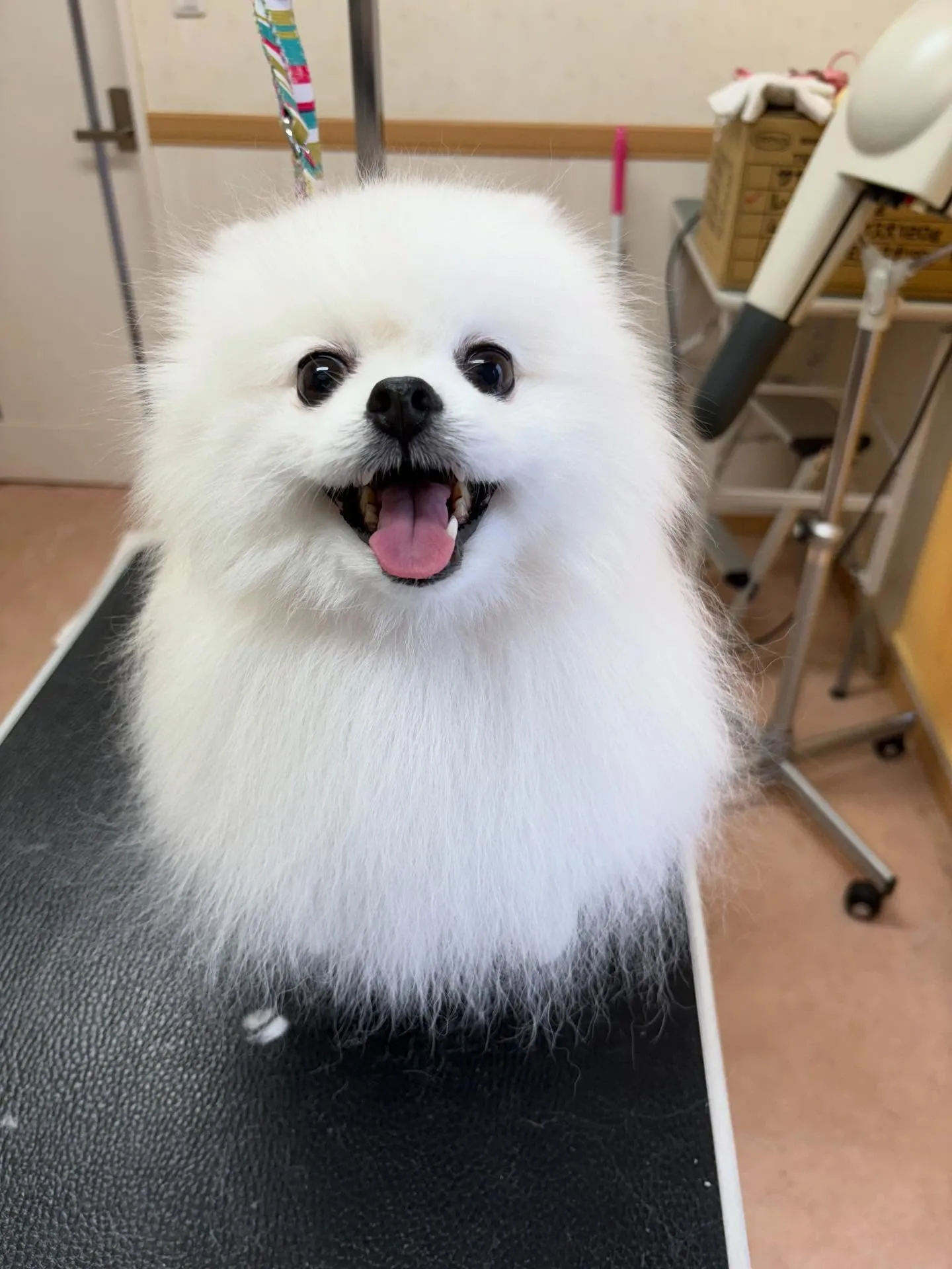 犬のシャンプー🫧