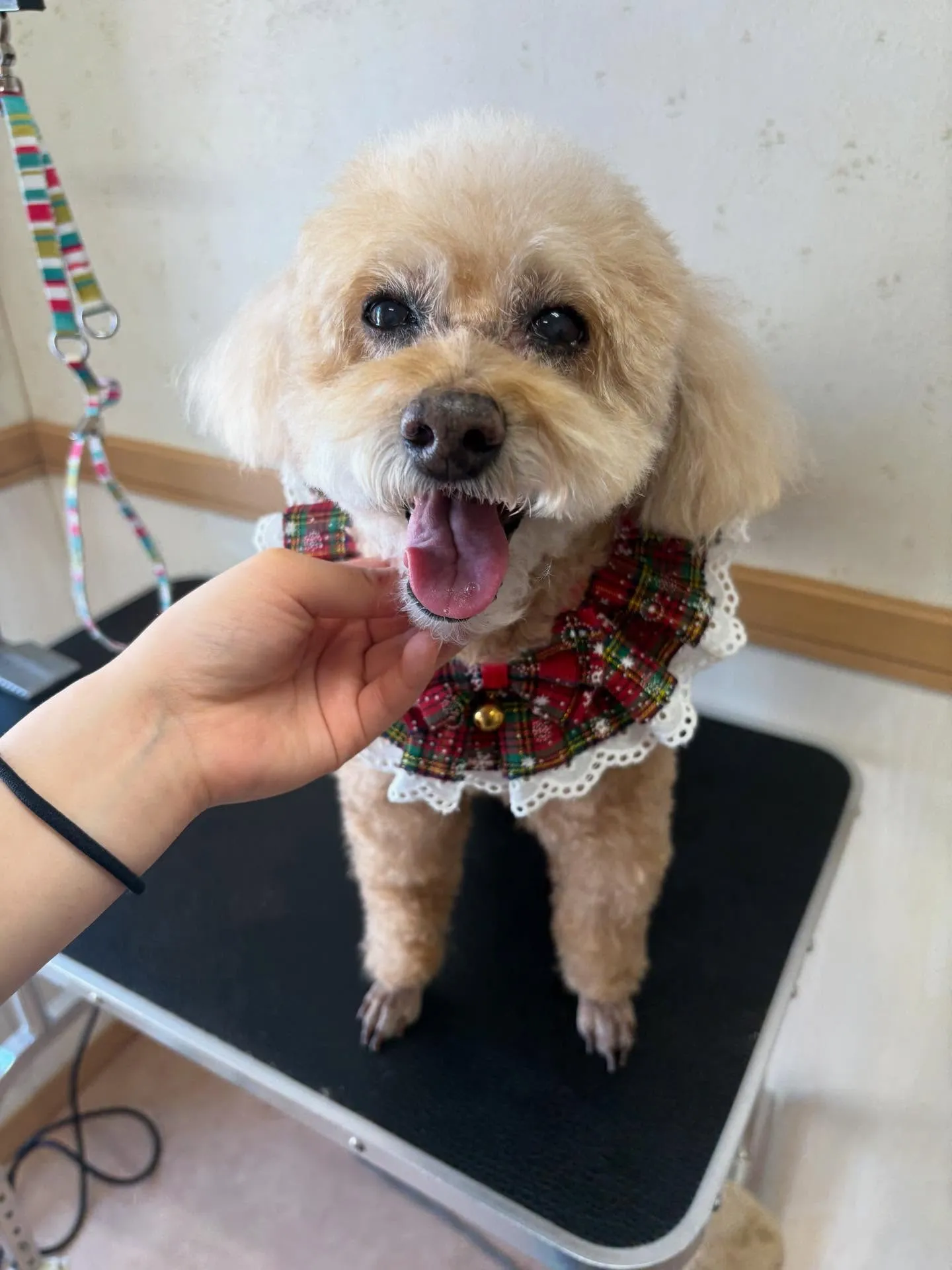 犬のシャンプー🫧