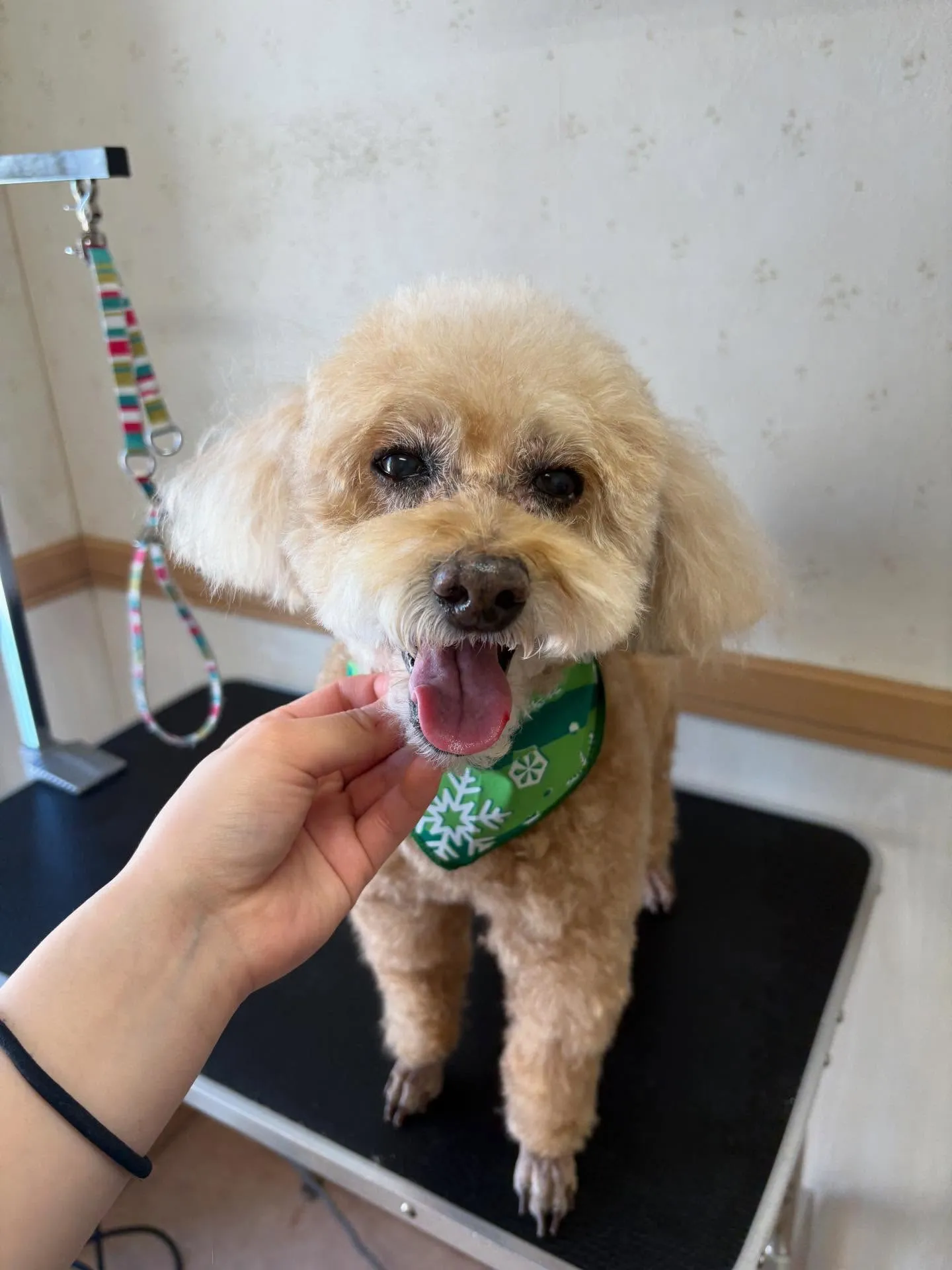 犬のシャンプー🫧