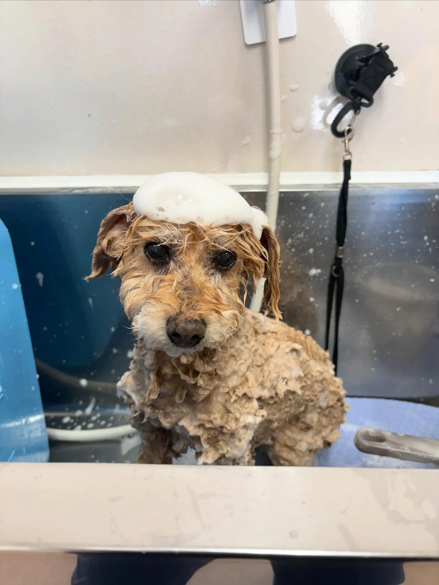 犬のシャンプー🫧