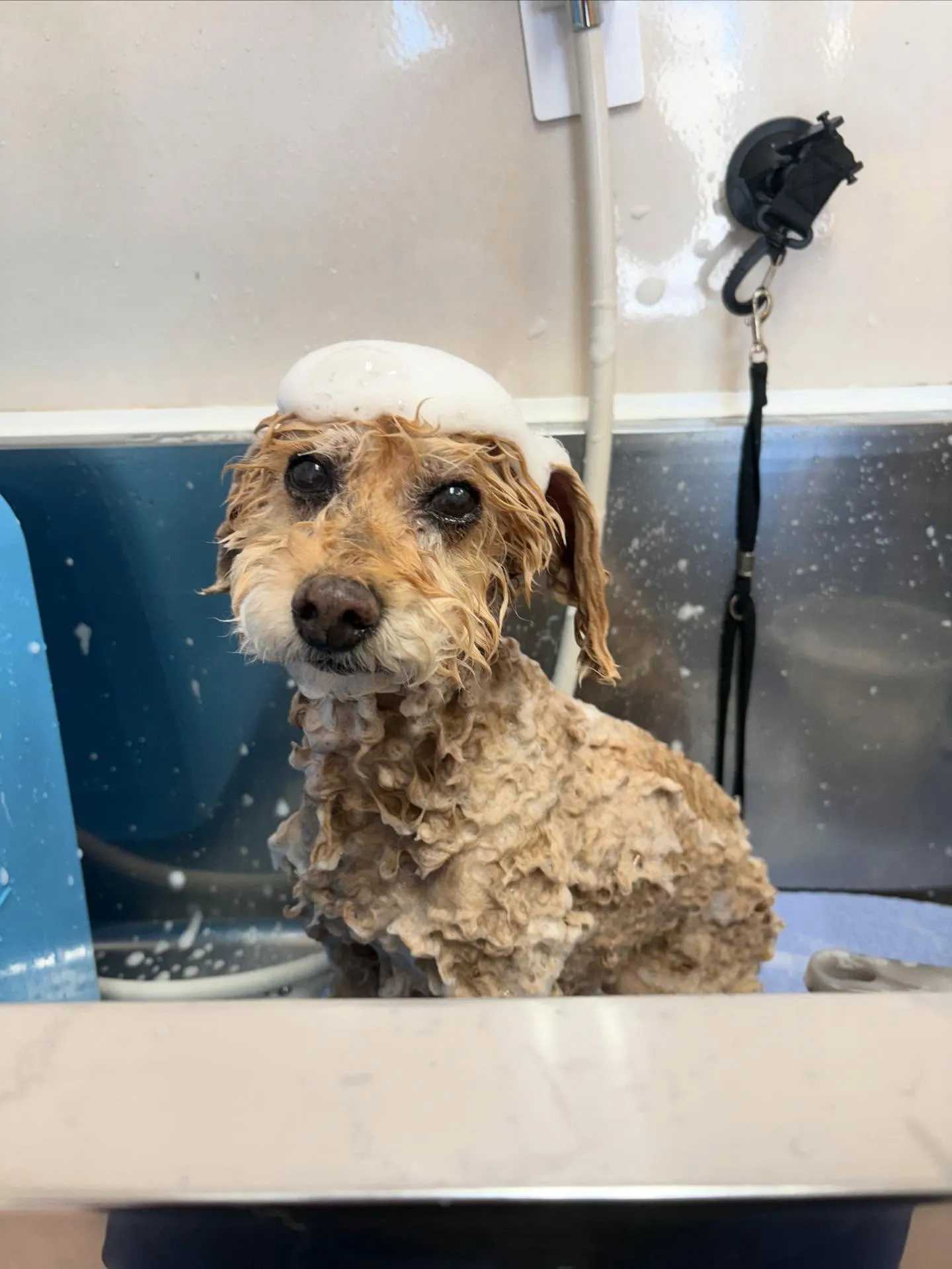 犬のシャンプー🫧