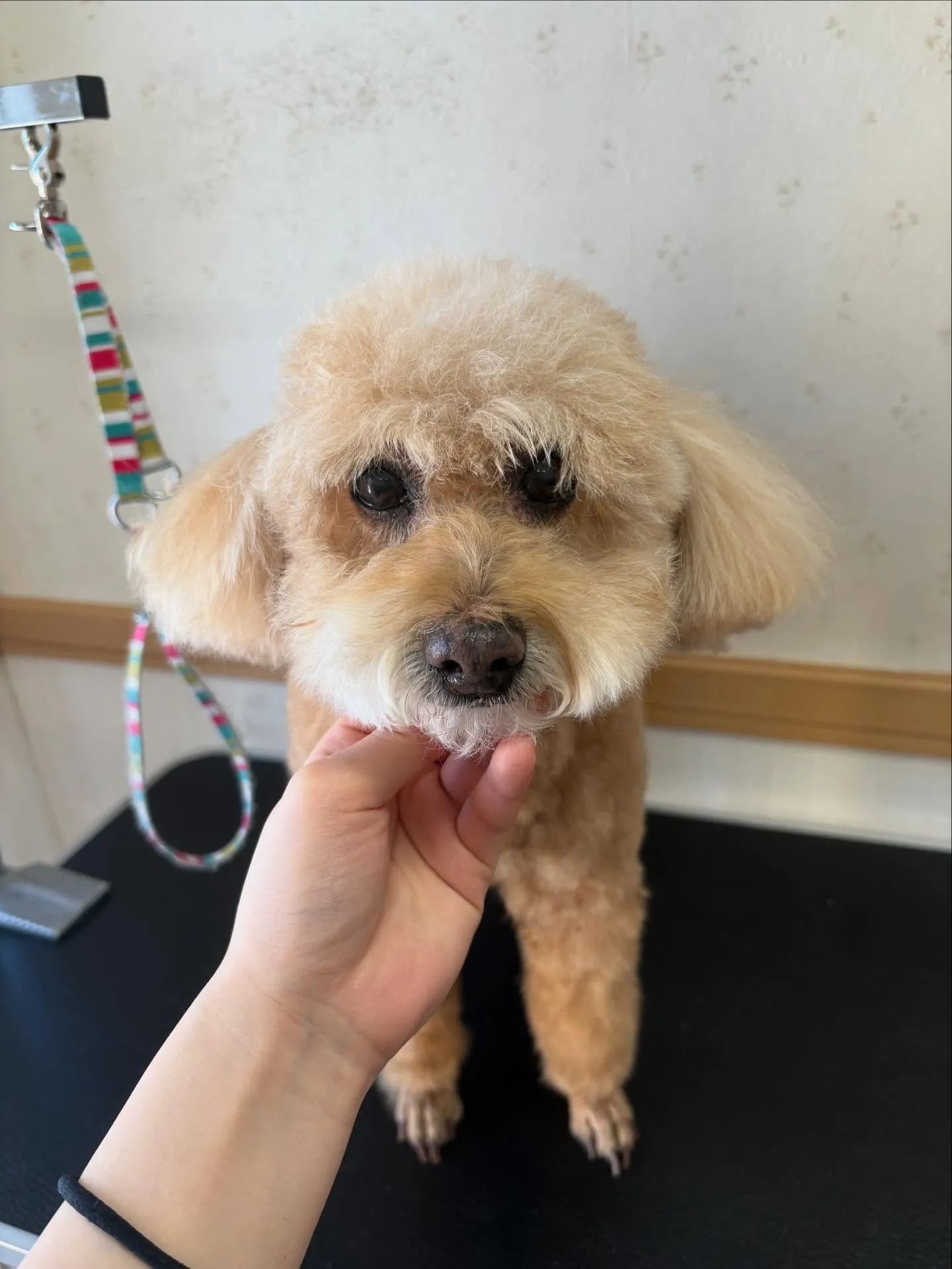 犬のシャンプー🫧