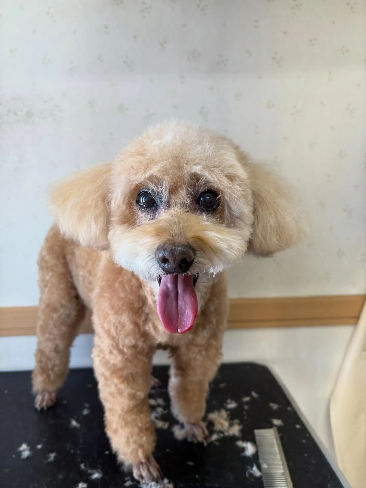 犬のシャンプー🫧