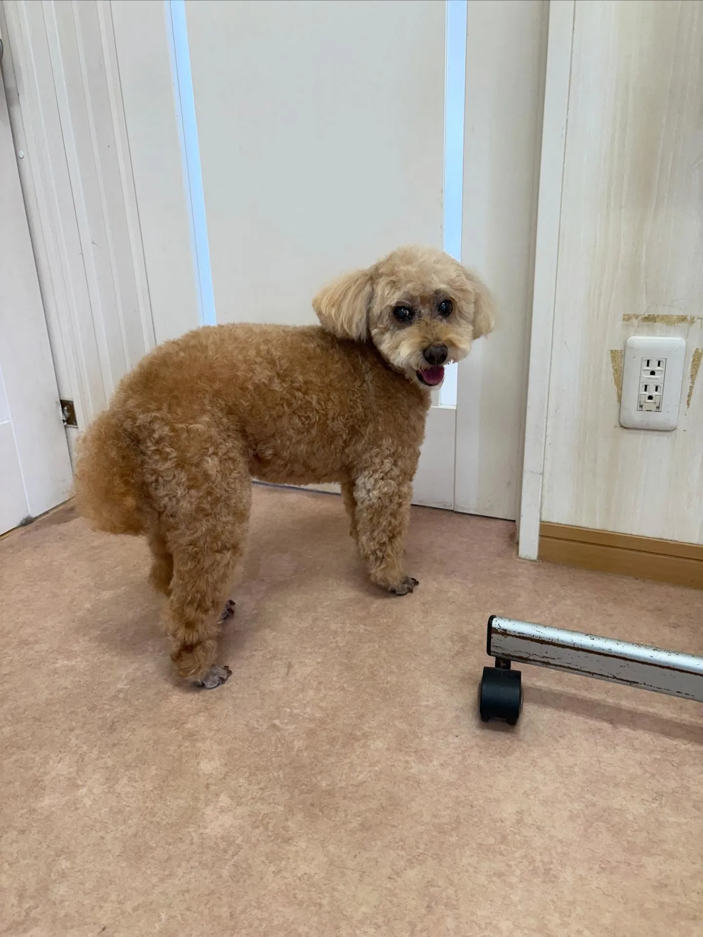 犬のシャンプー🫧