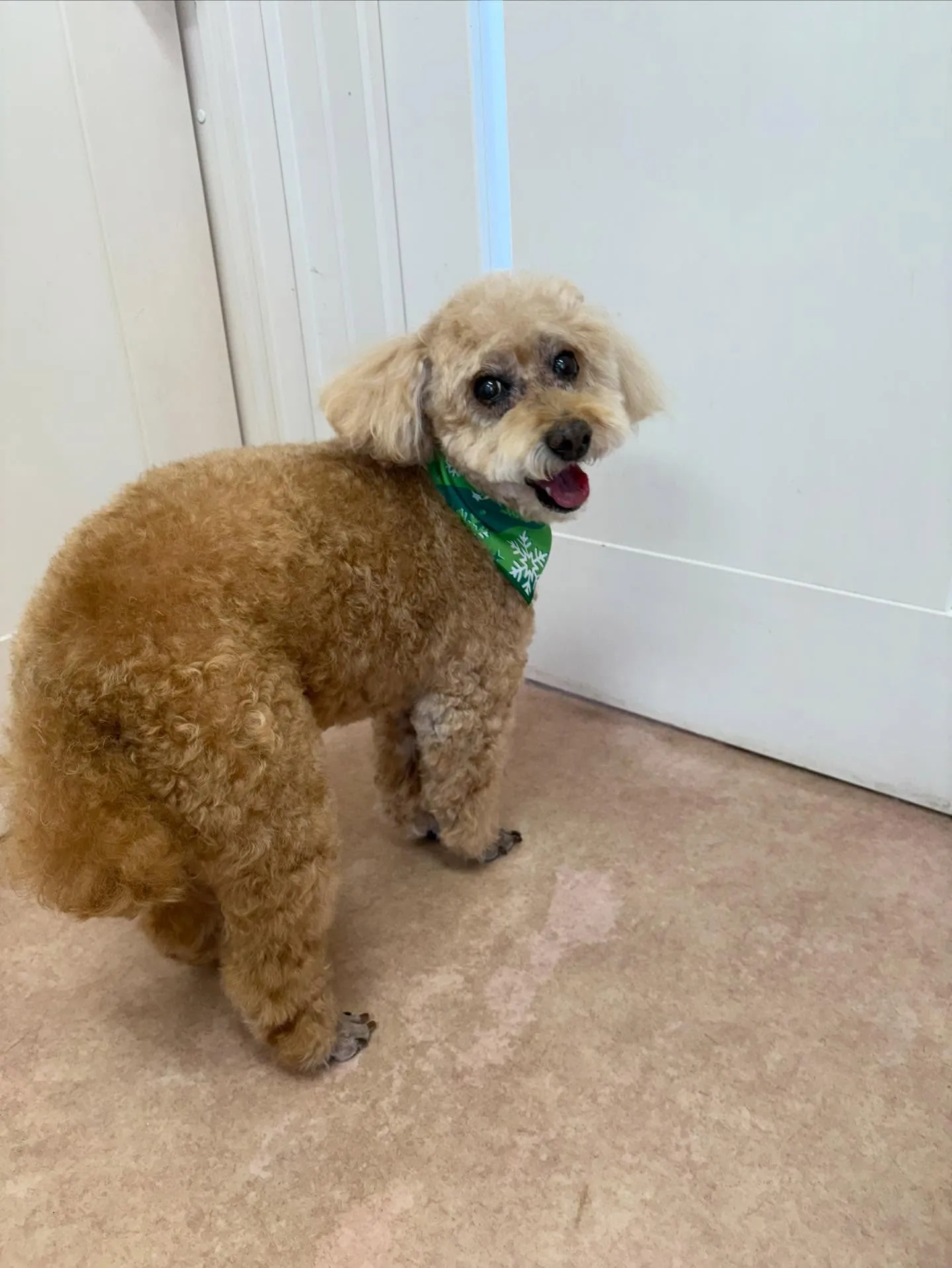 犬のシャンプー🫧