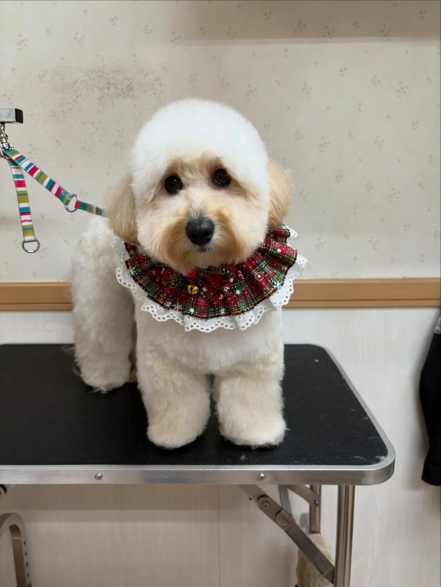 犬のトリミング✂️