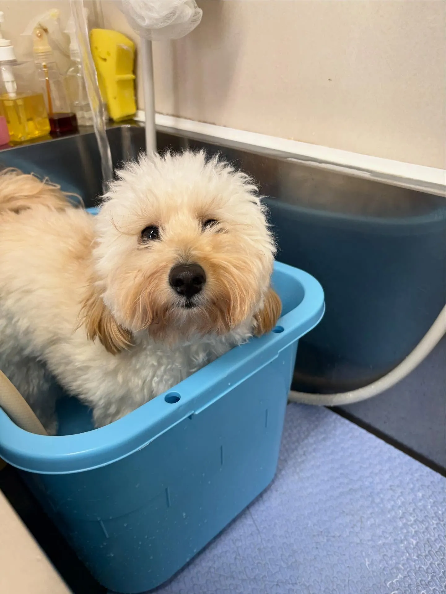 犬のトリミング✂️