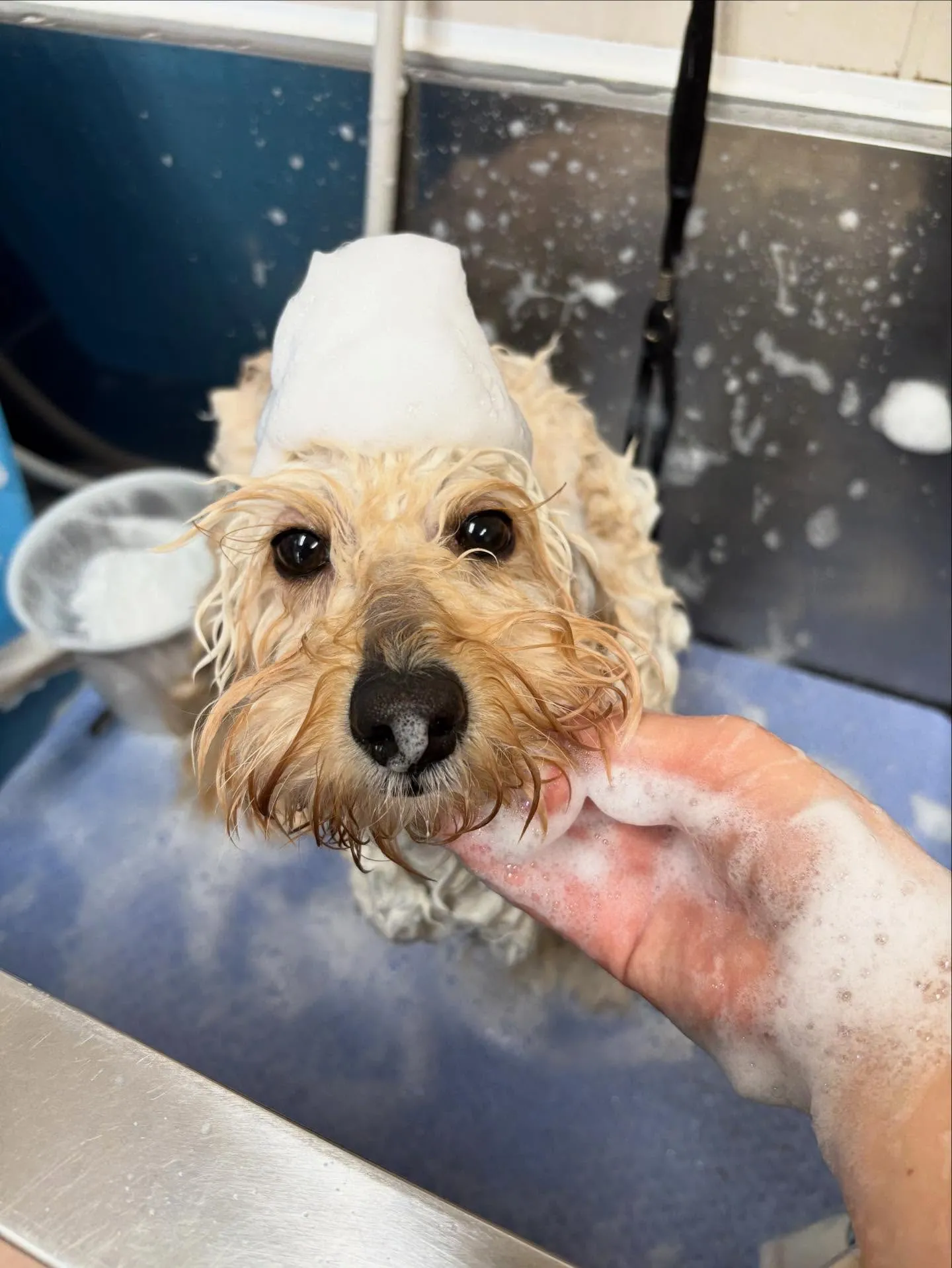 犬のトリミング✂️