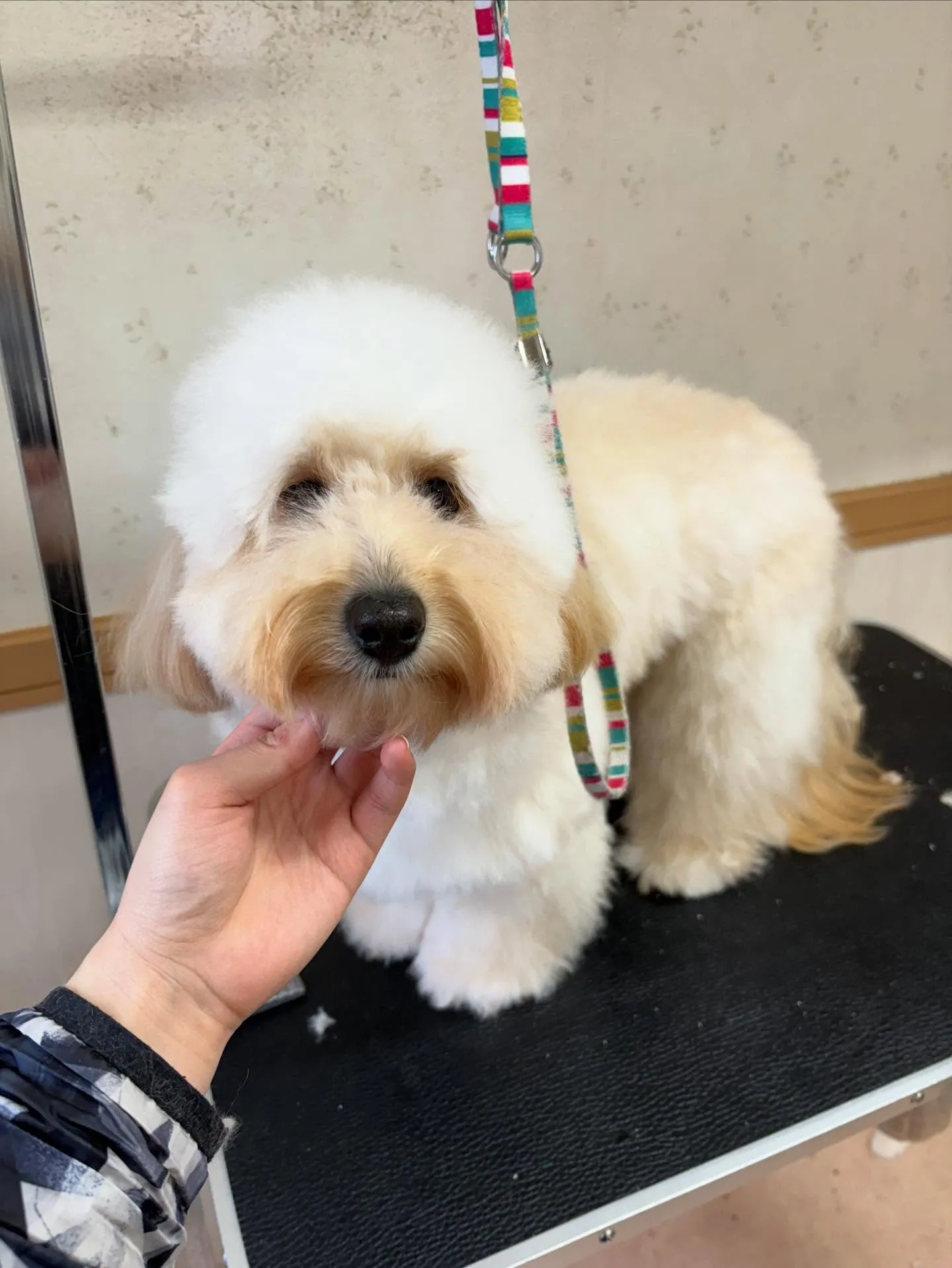 犬のトリミング✂️