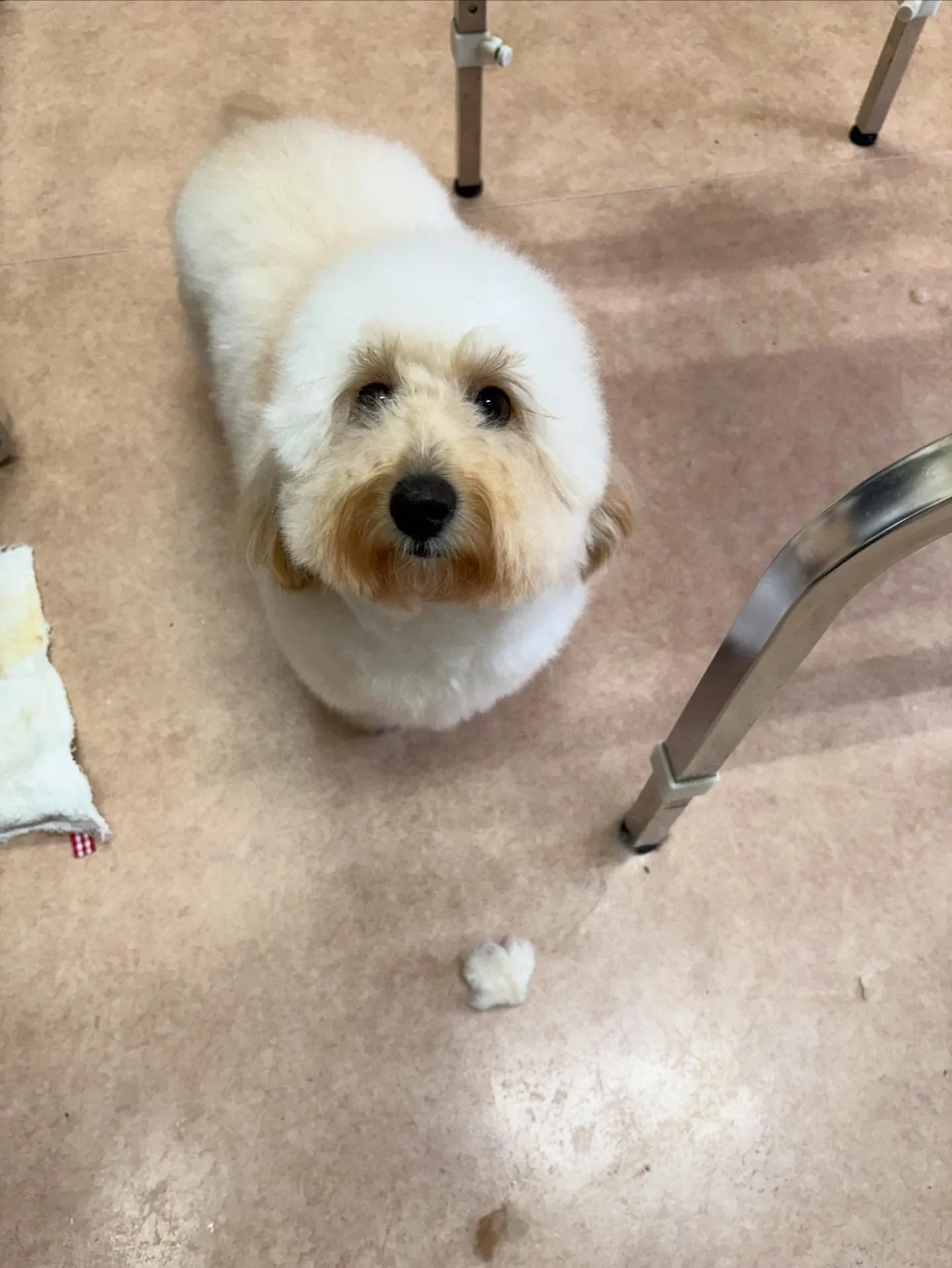 犬のトリミング✂️