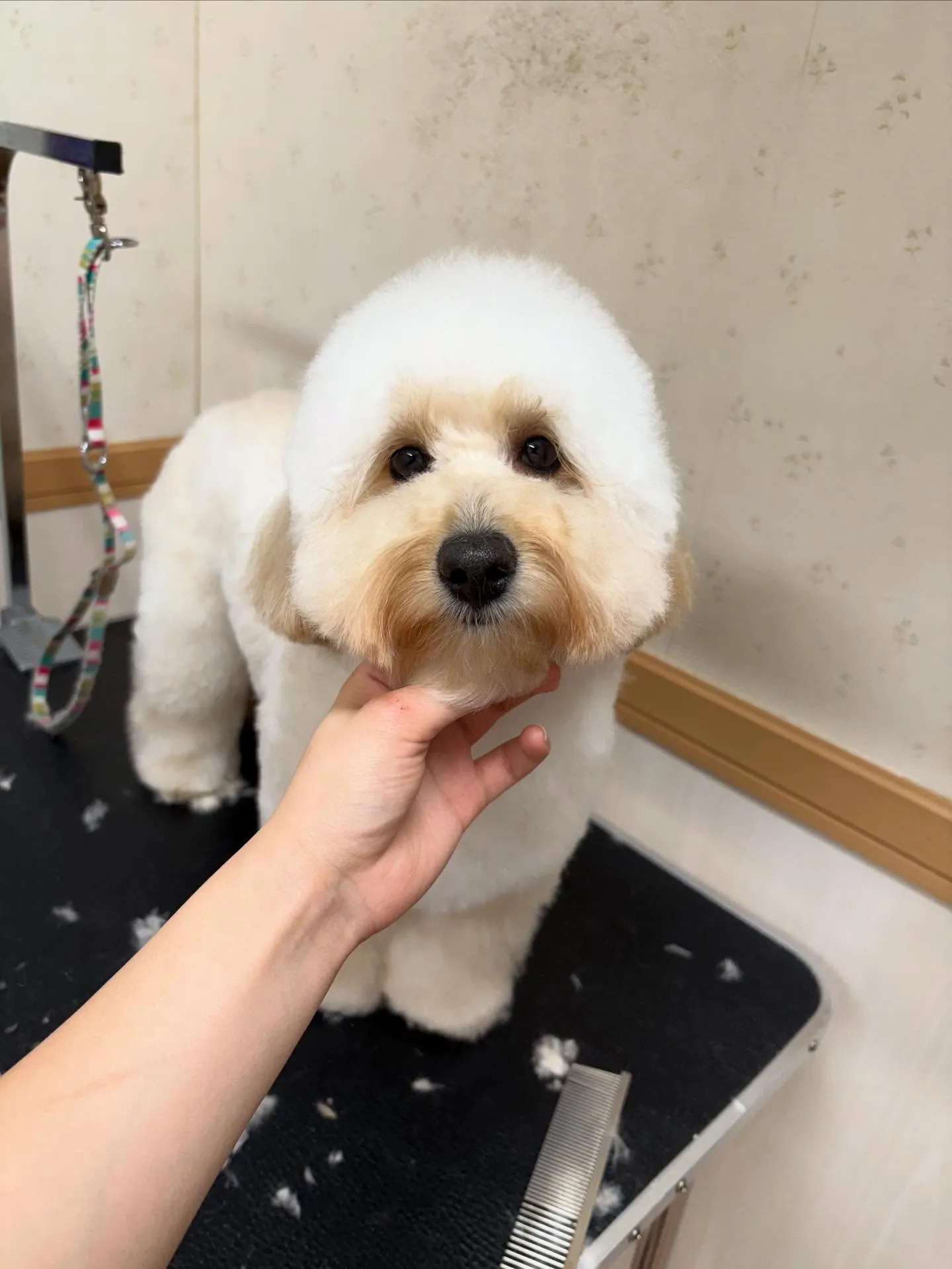 犬のトリミング✂️