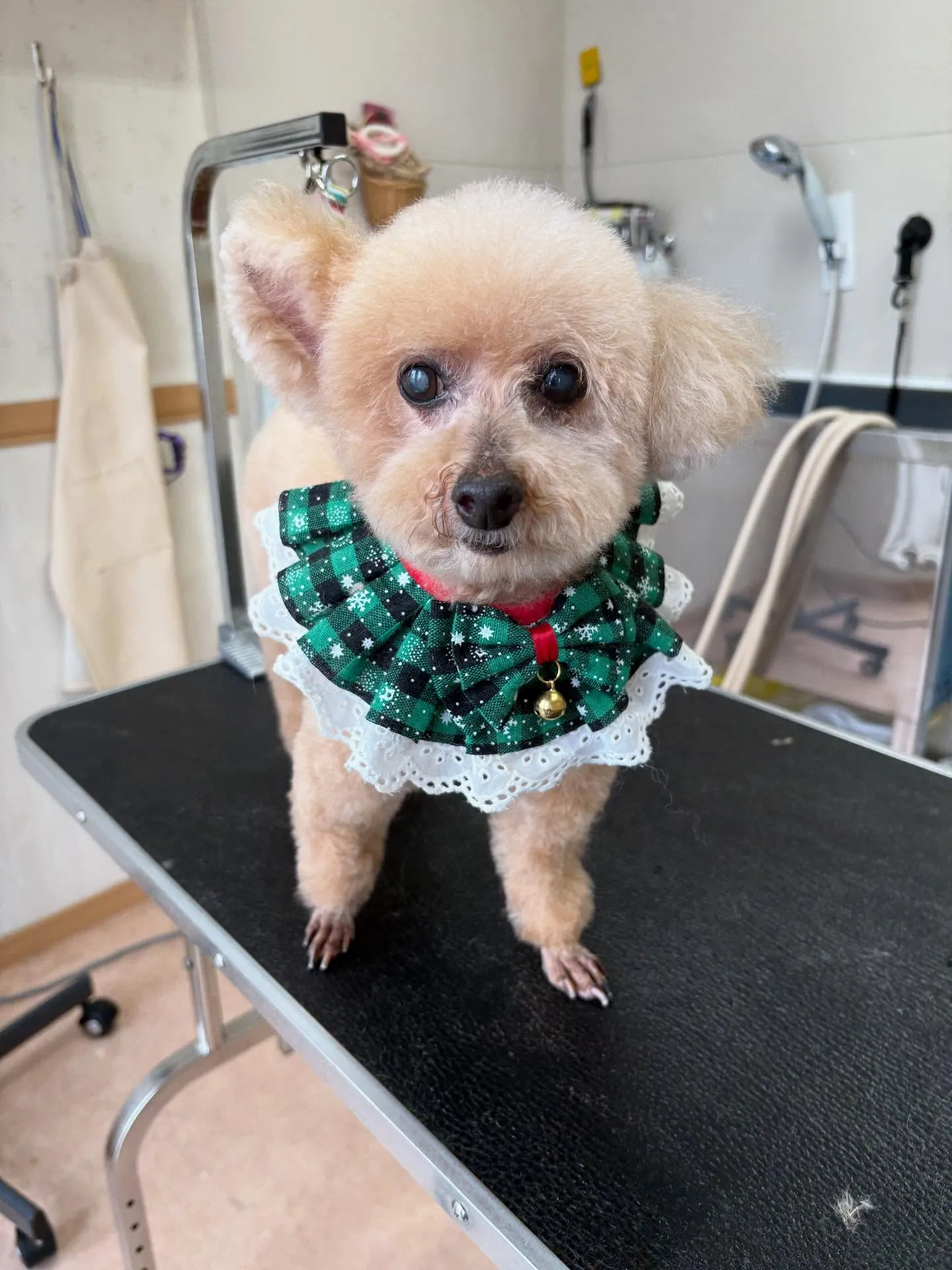 犬のトリミング✂️