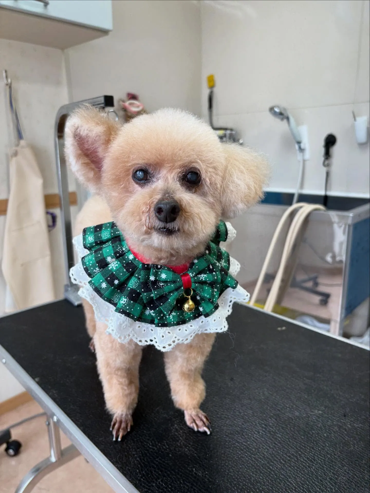 犬のトリミング✂️