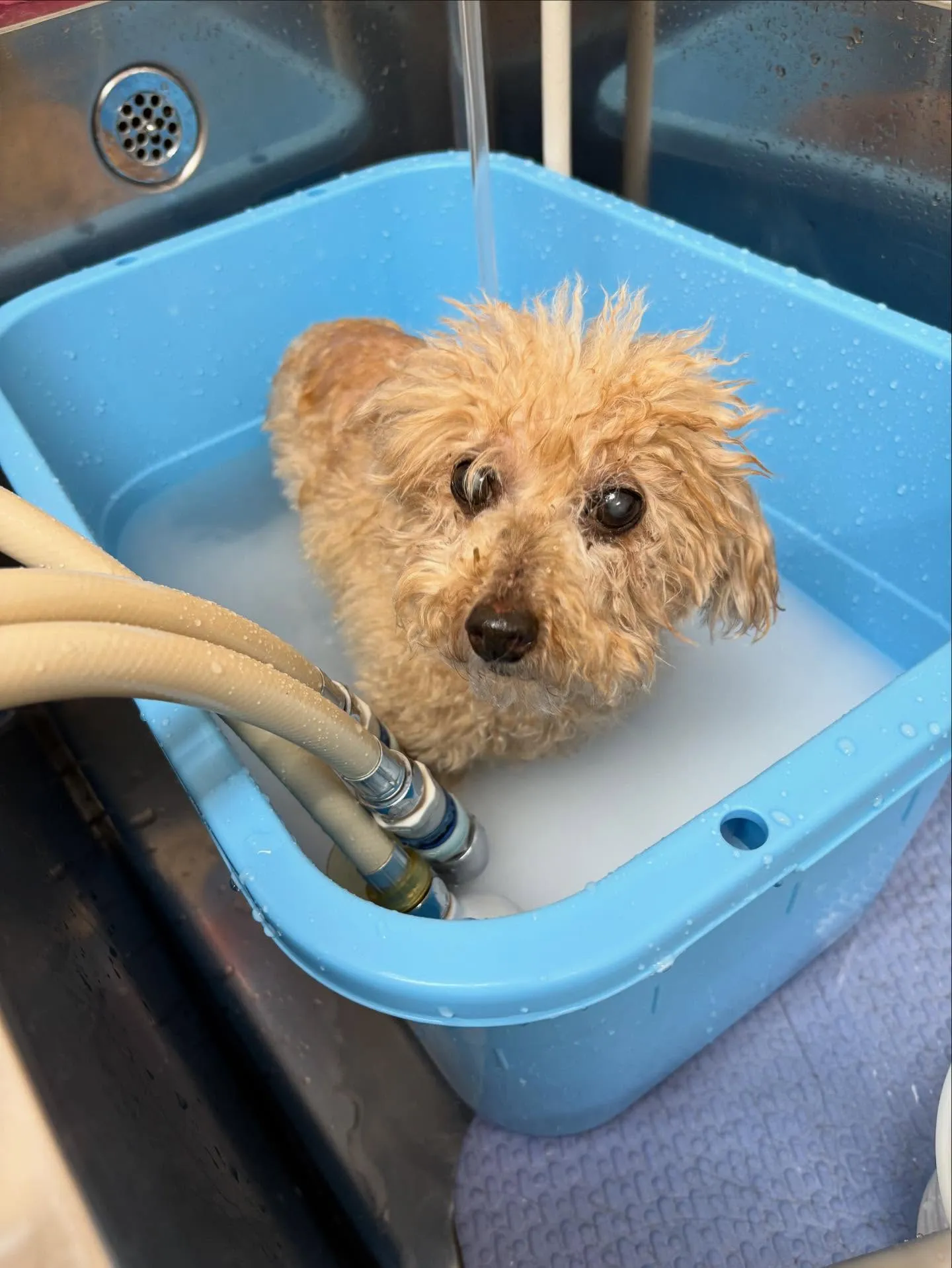 犬のトリミング✂️