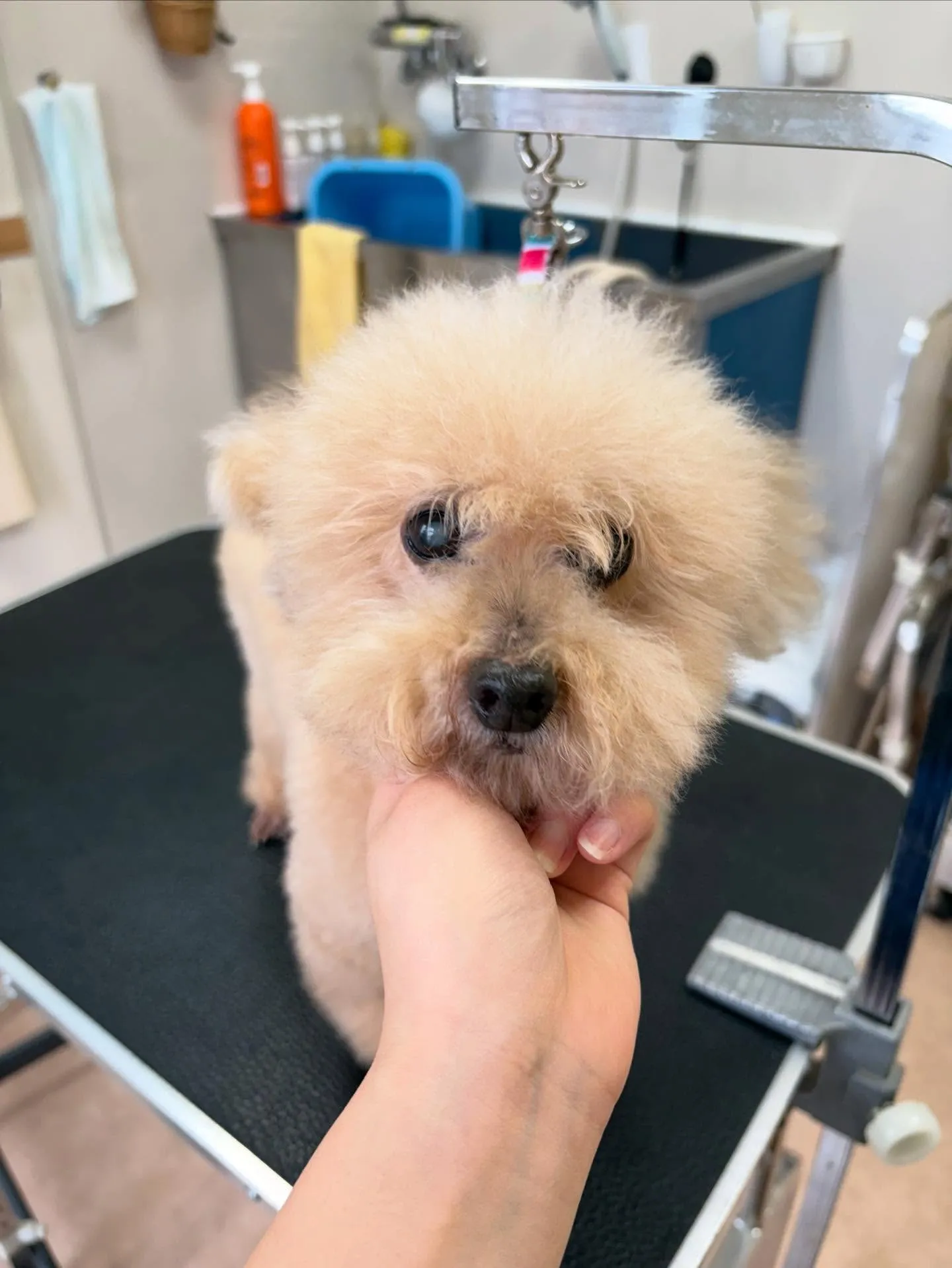 犬のトリミング✂️