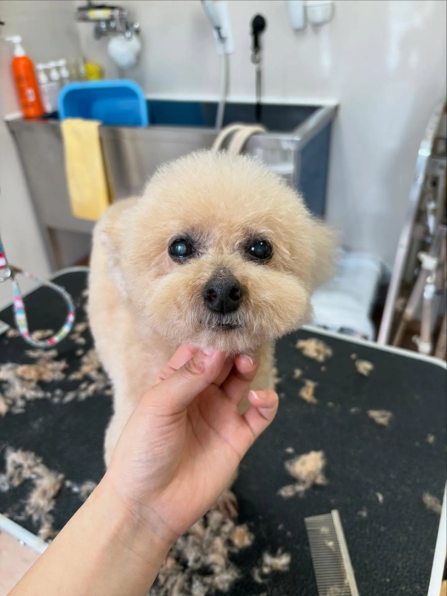 犬のトリミング✂️