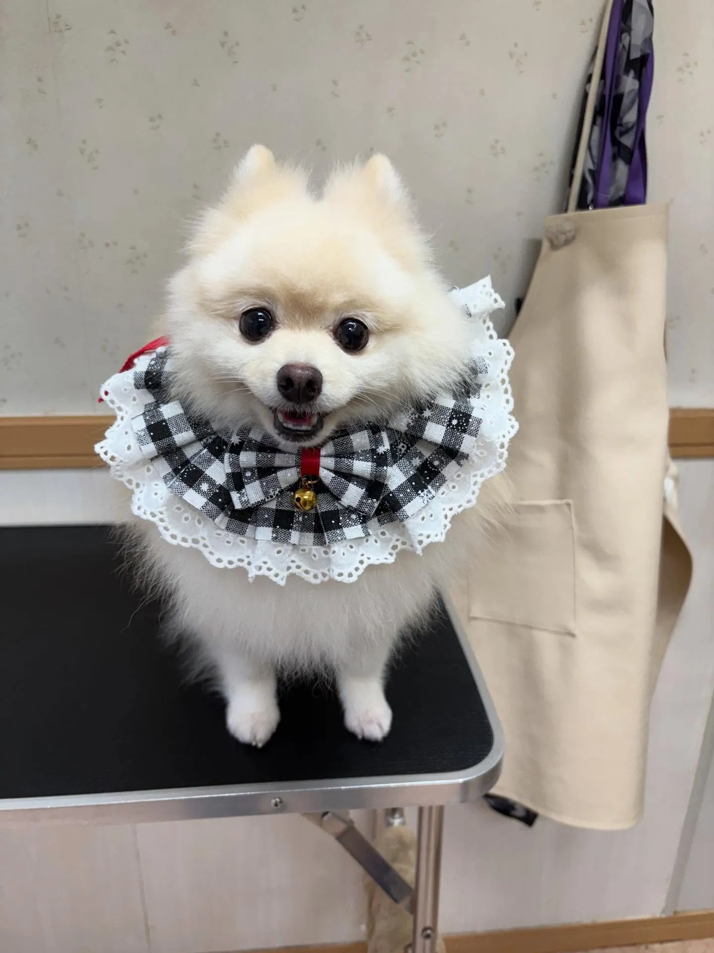 犬のシャンプー🫧