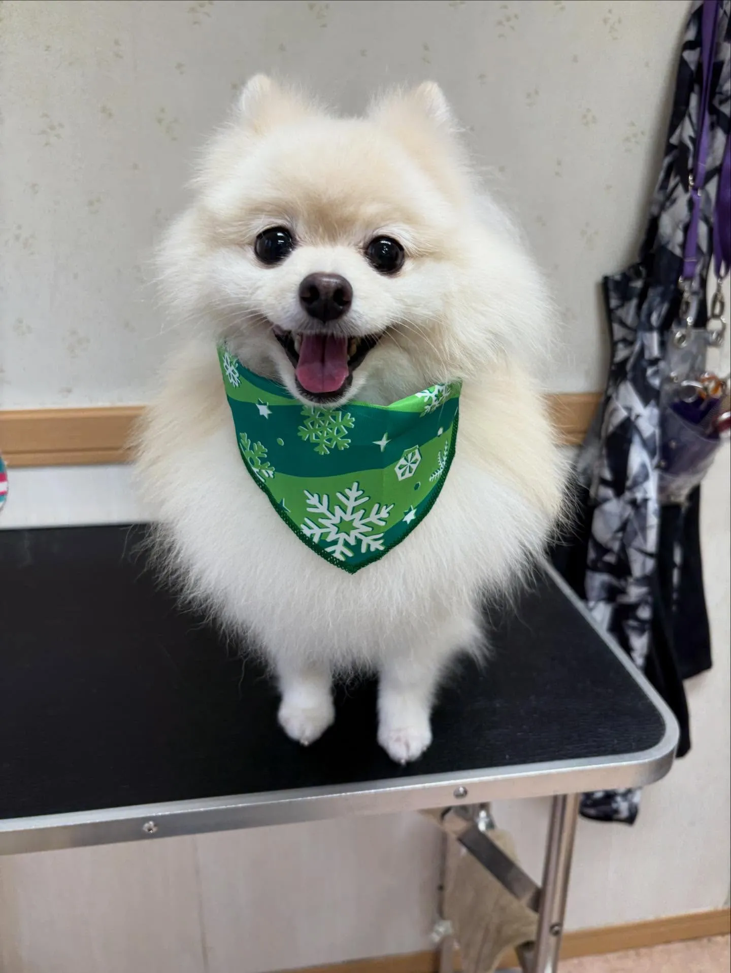 犬のシャンプー🫧