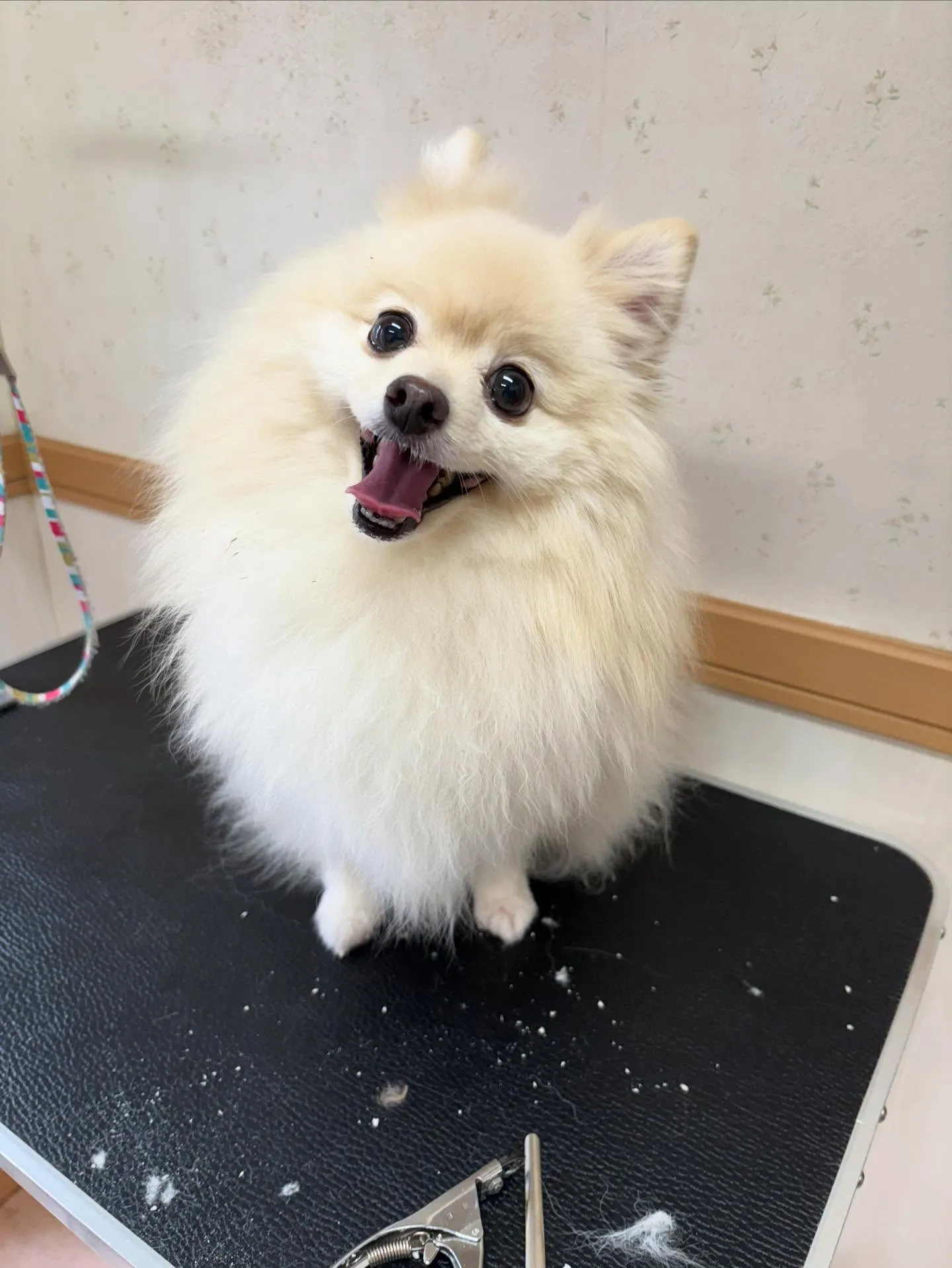 犬のシャンプー🫧