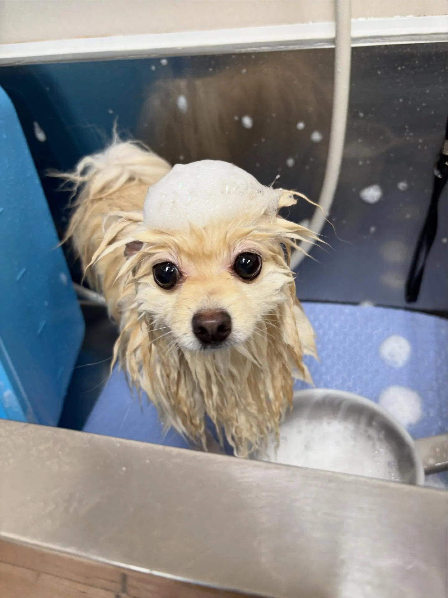 犬のシャンプー🫧