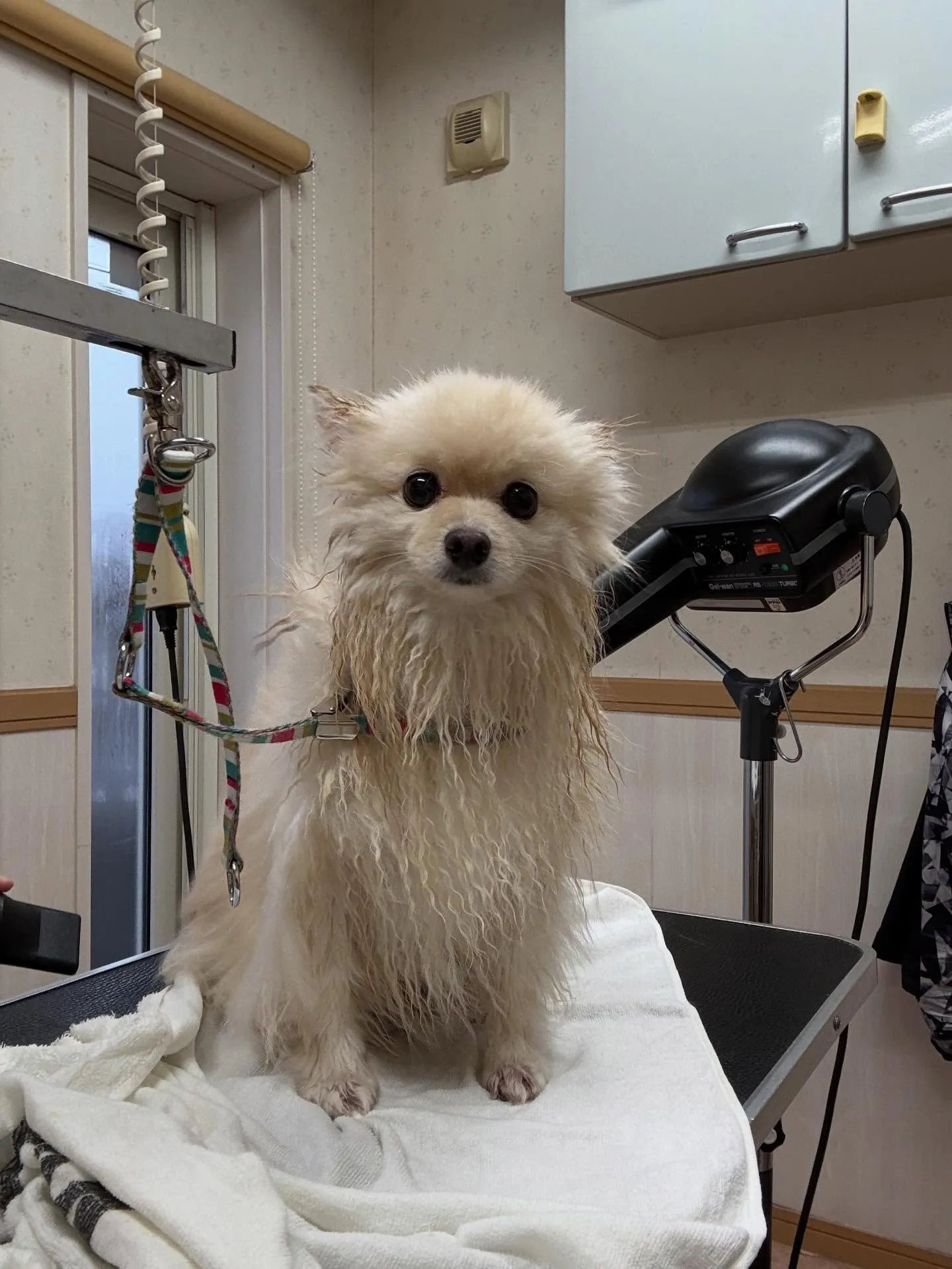 犬のシャンプー🫧