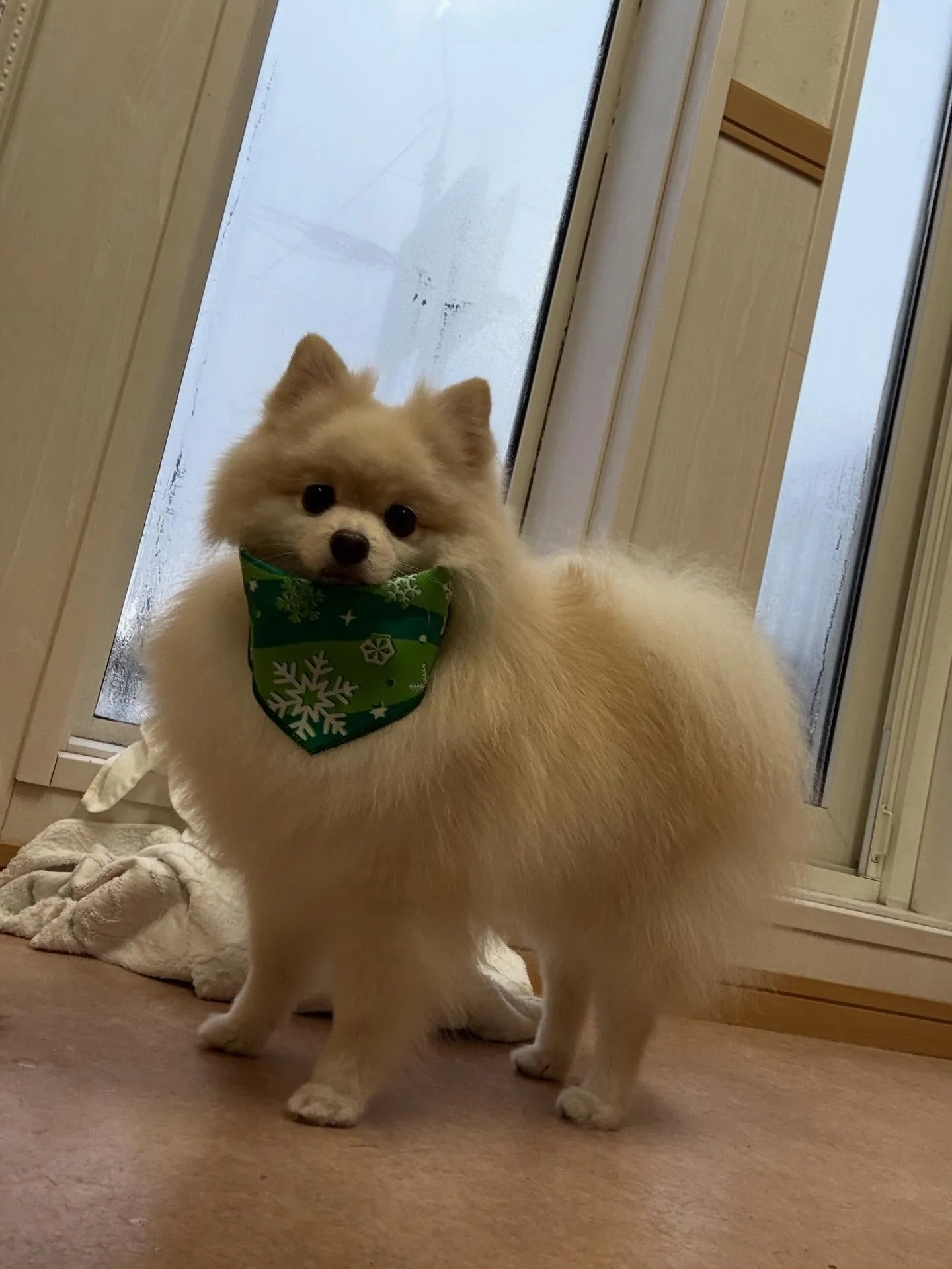 犬のシャンプー🫧