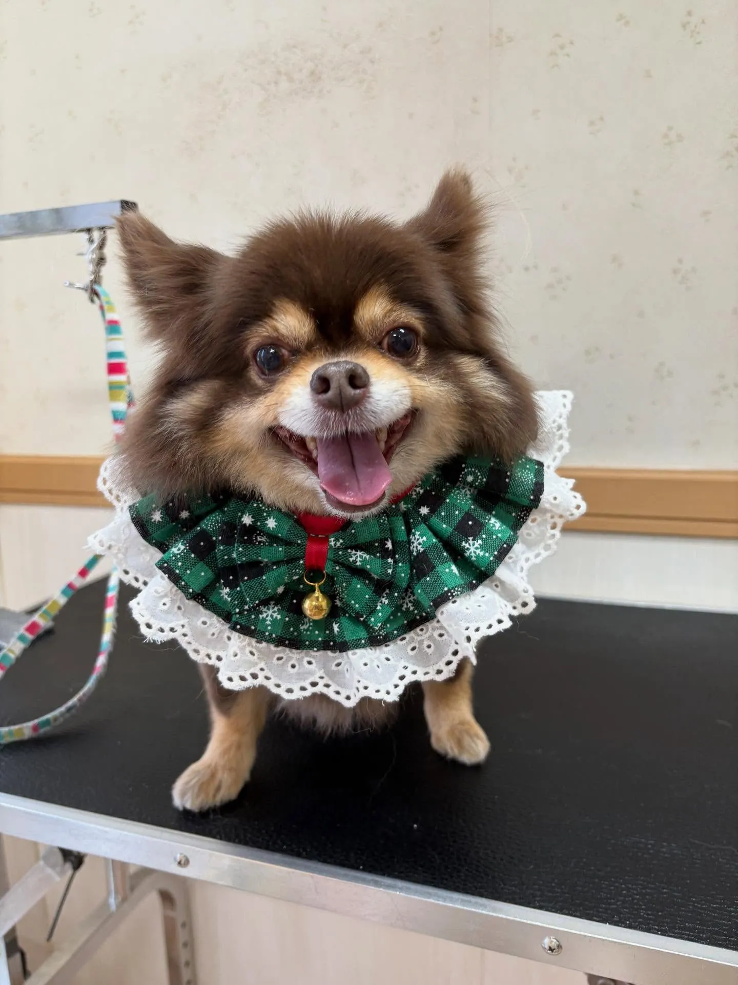 犬のシャンプー🫧