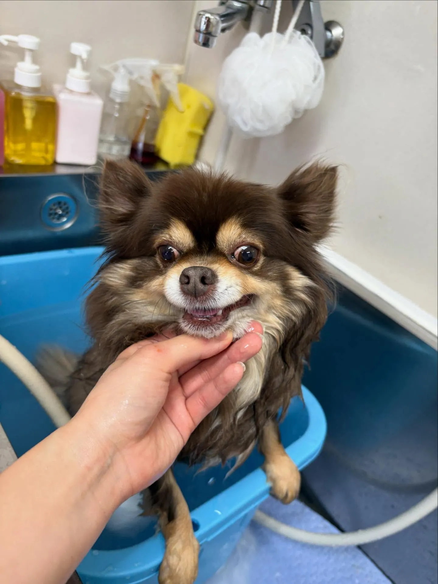 犬のシャンプー🫧