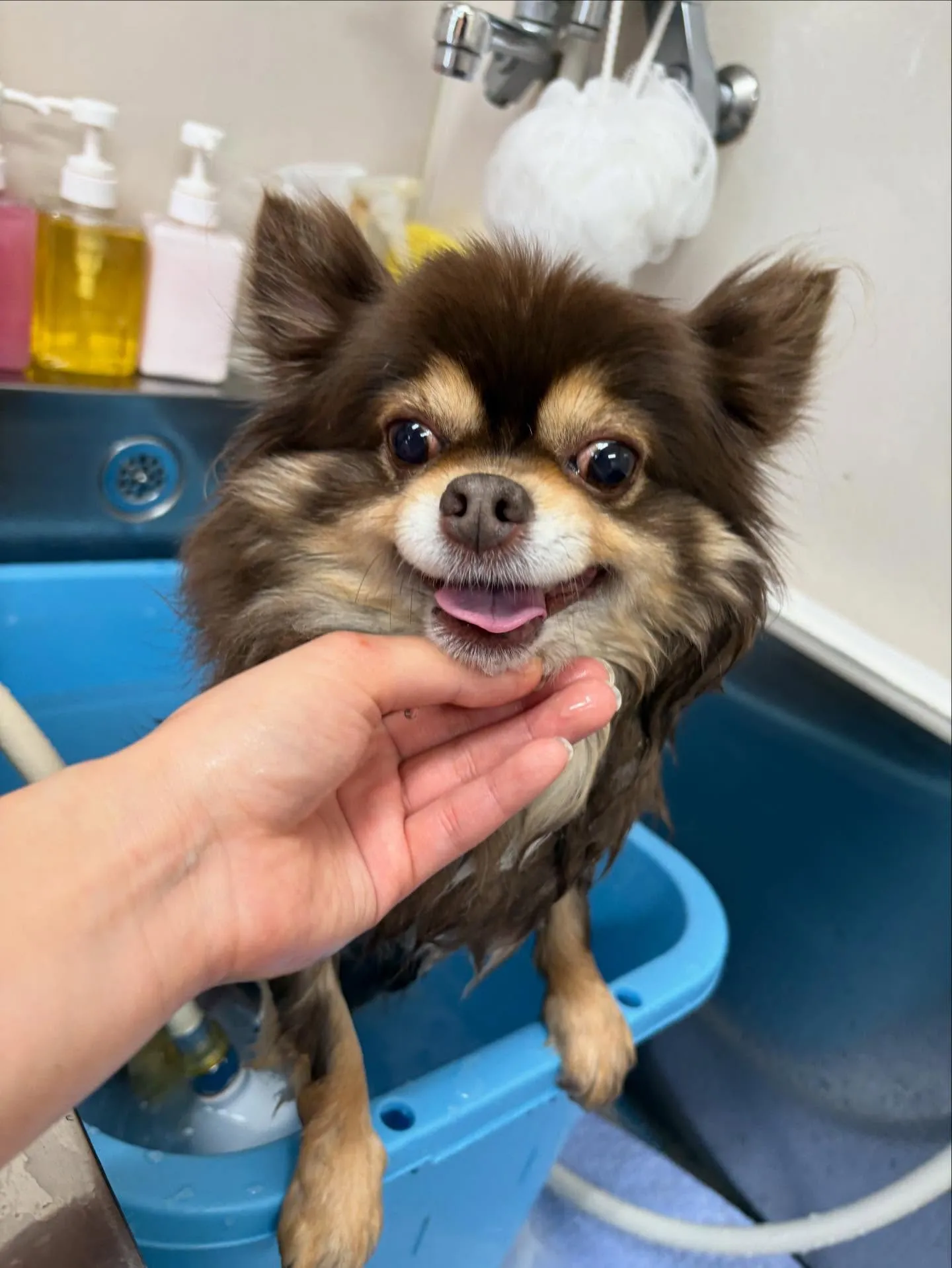 犬のシャンプー🫧