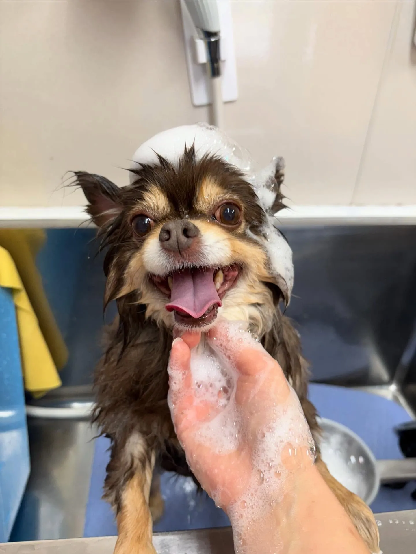 犬のシャンプー🫧