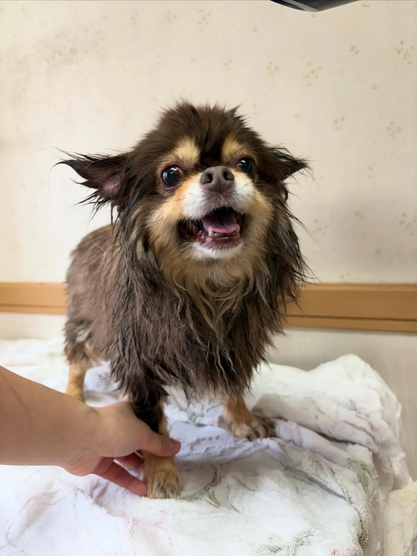 犬のシャンプー🫧