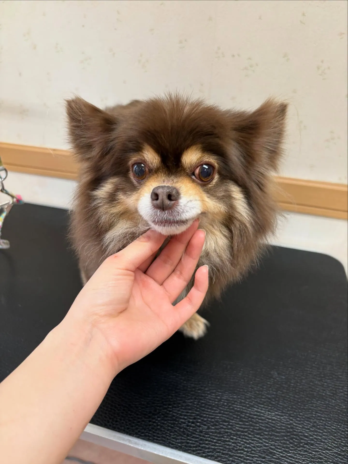 犬のシャンプー🫧