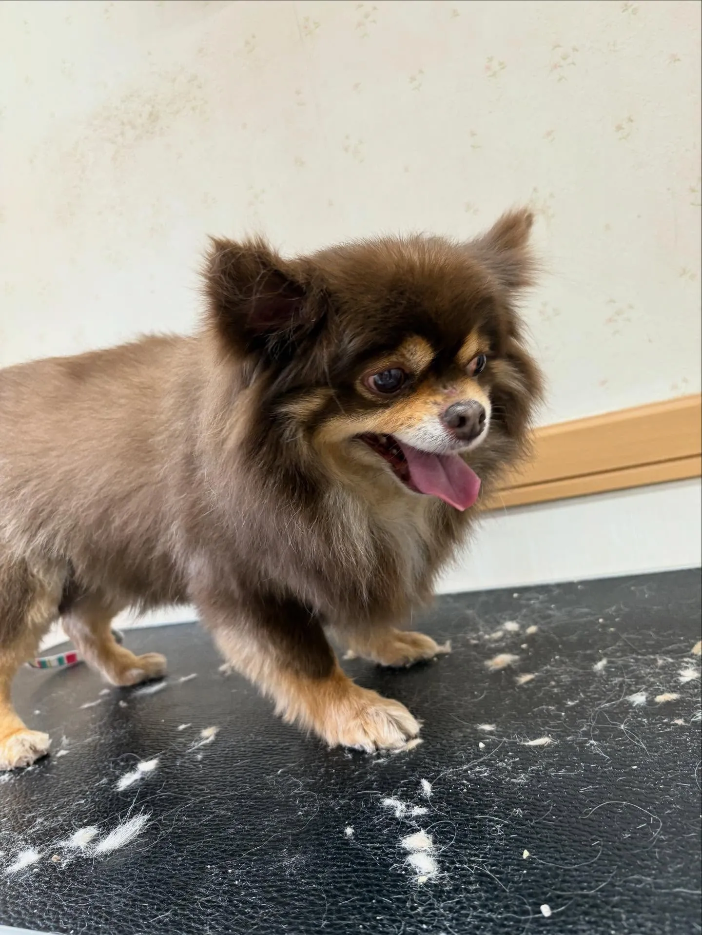 犬のシャンプー🫧