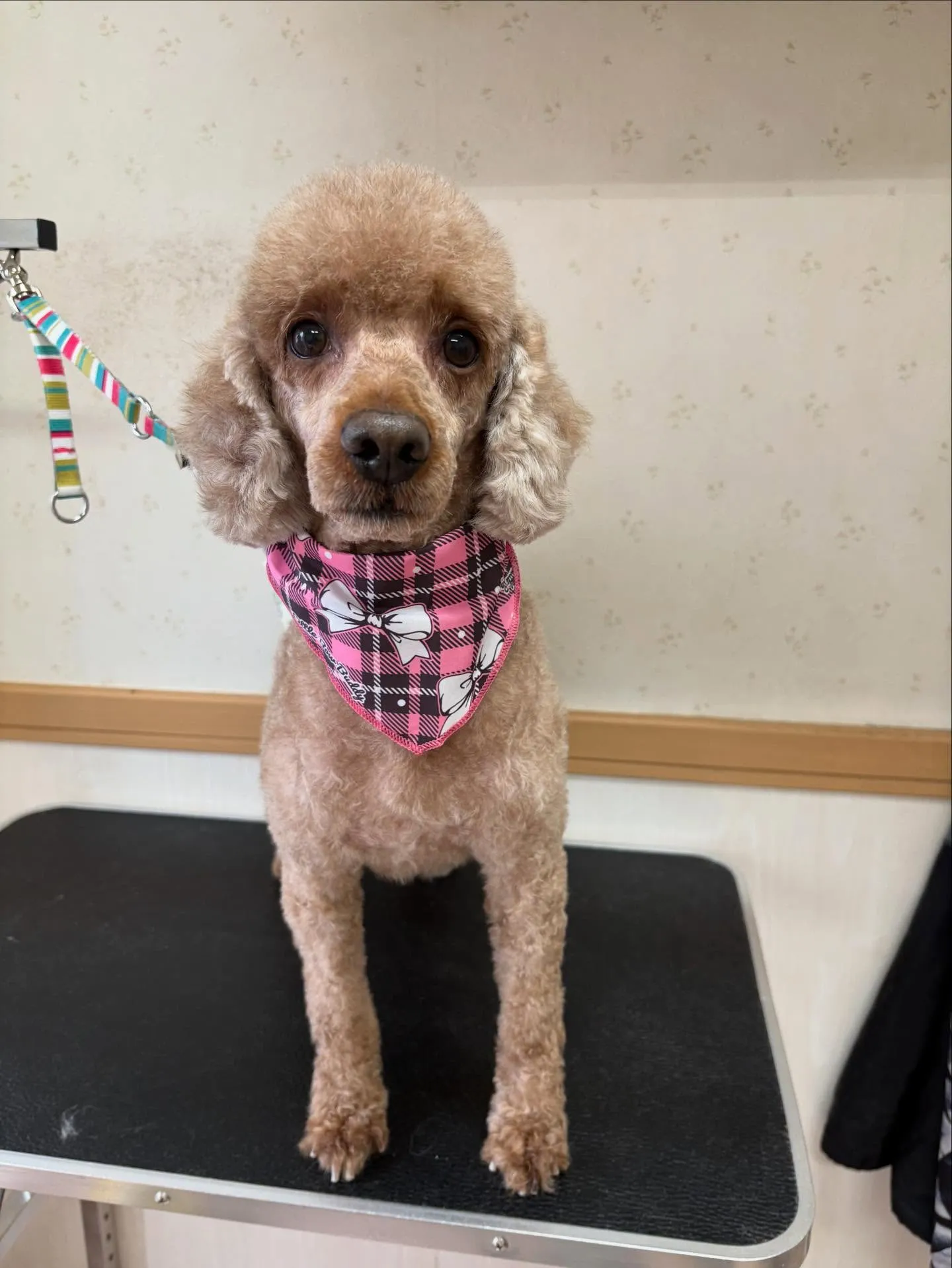 犬のトリミング✂️