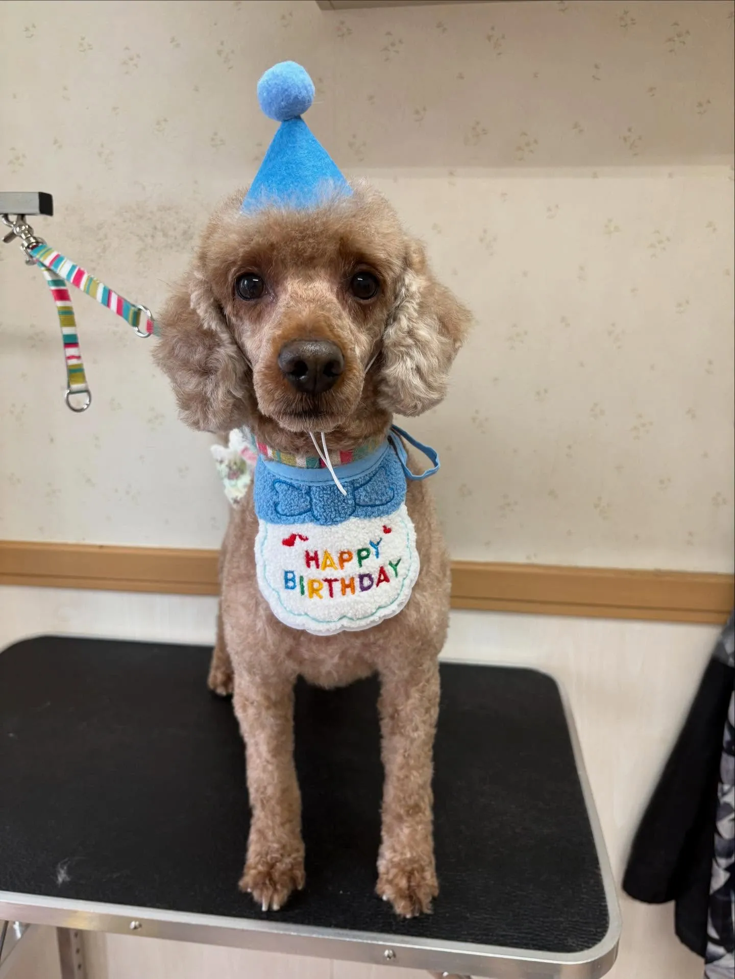 犬のトリミング✂️