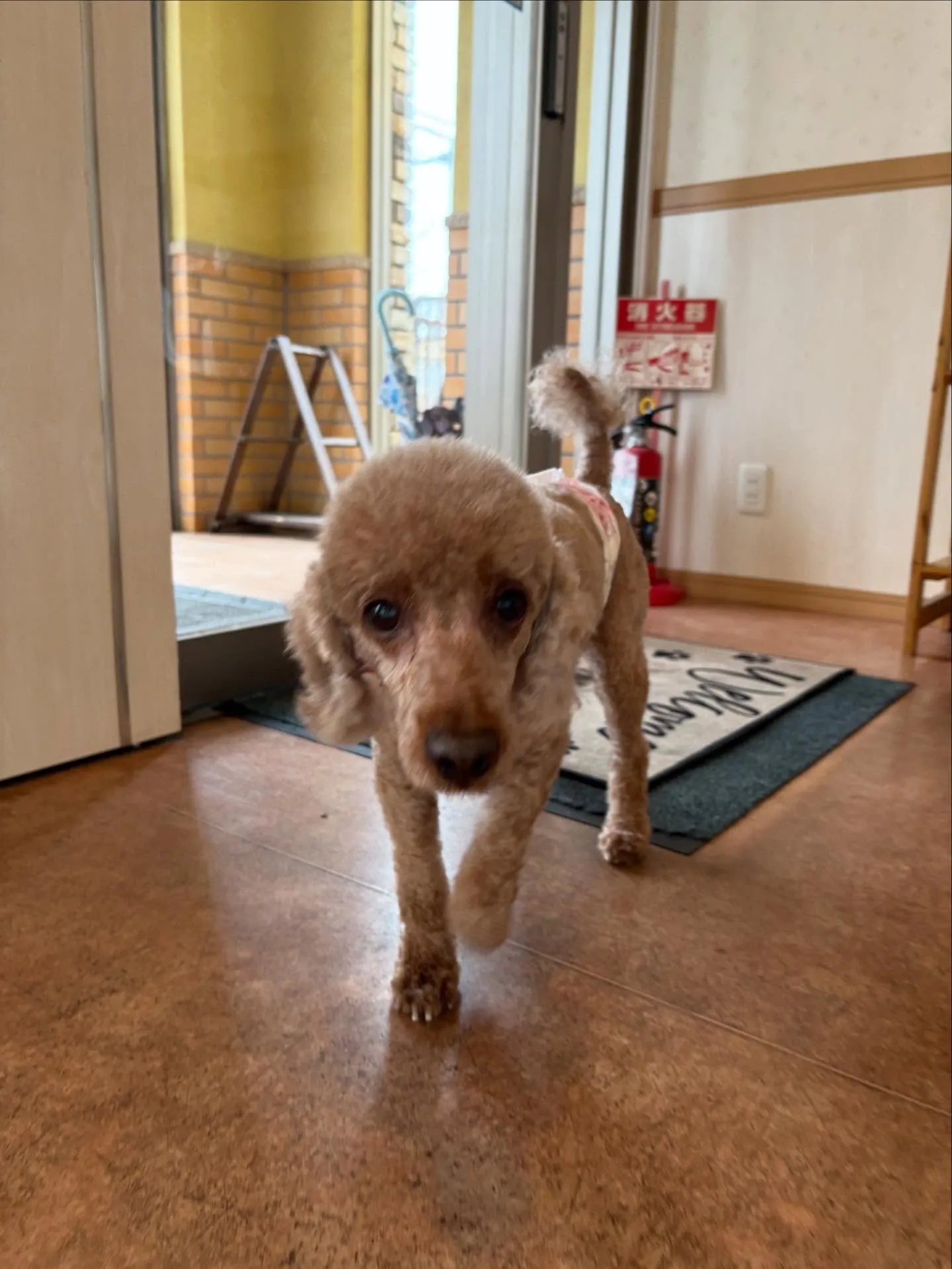 犬のトリミング✂️