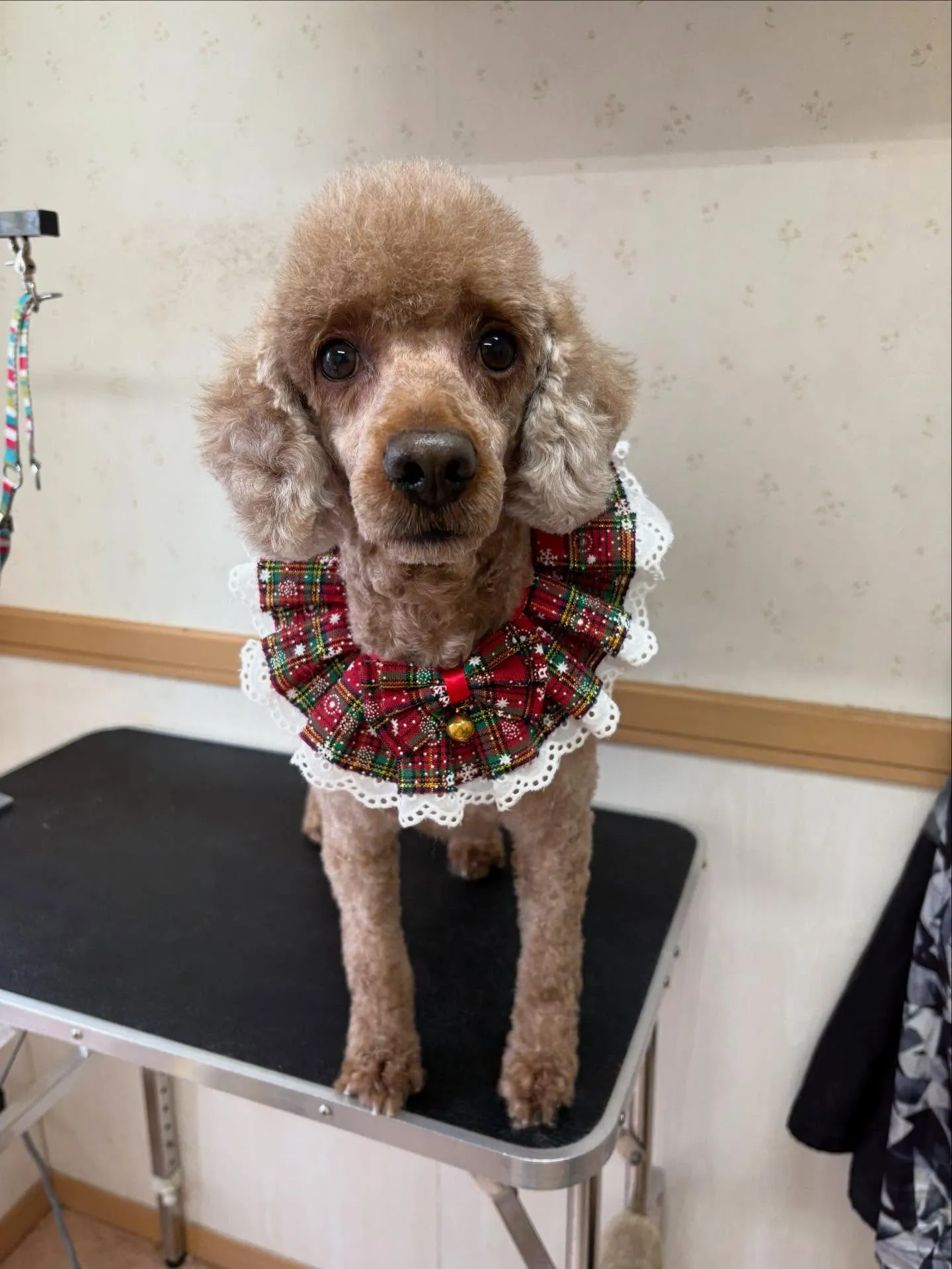 犬のトリミング✂️