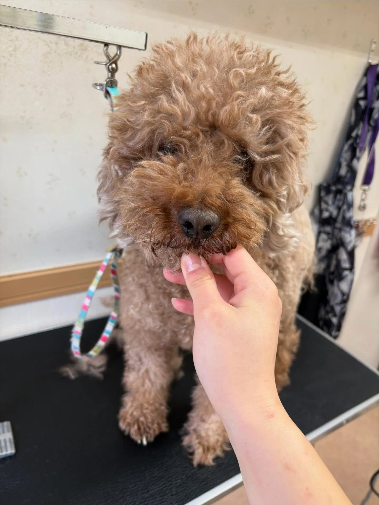 犬のトリミング✂️