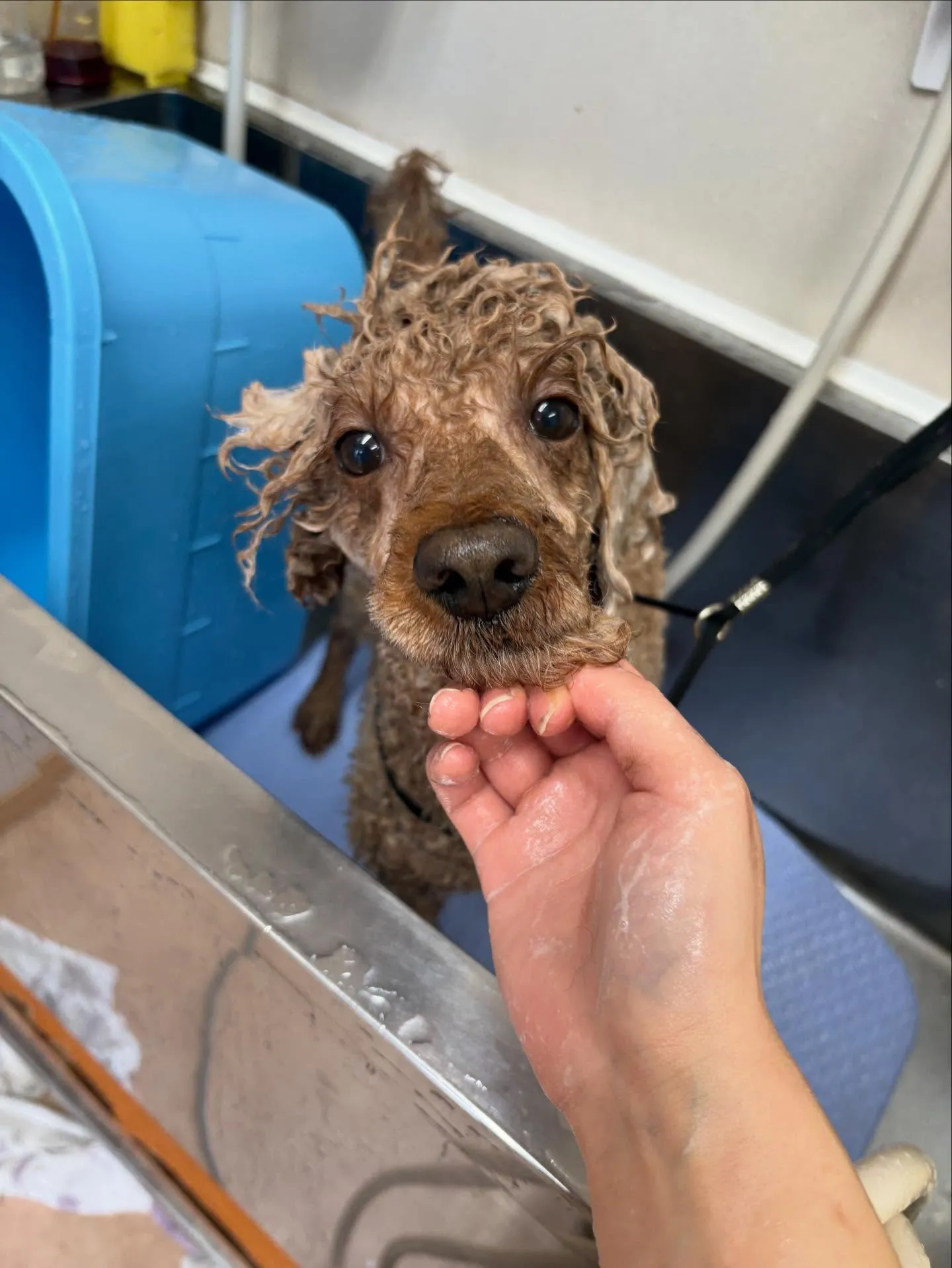 犬のトリミング✂️