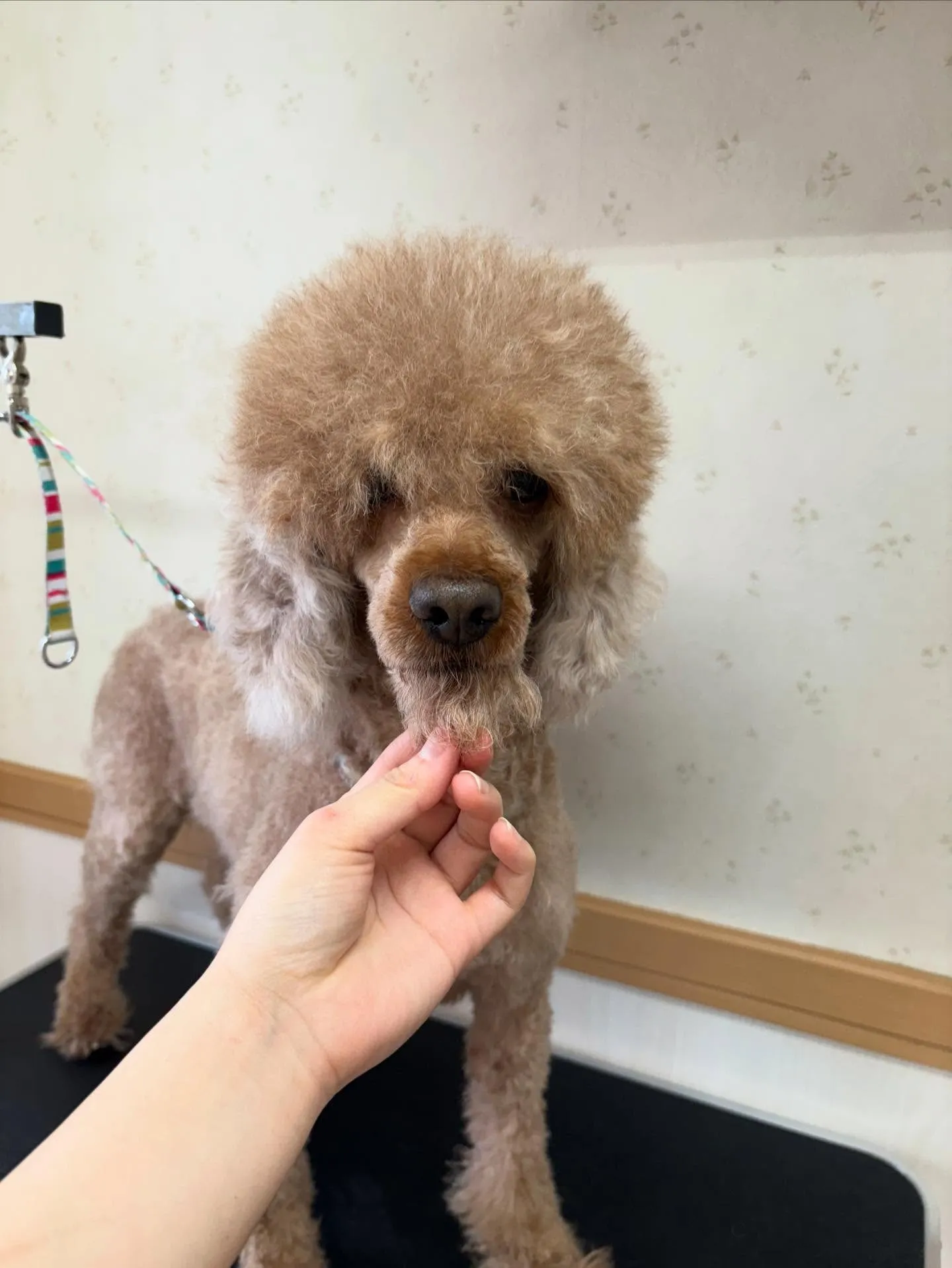 犬のトリミング✂️