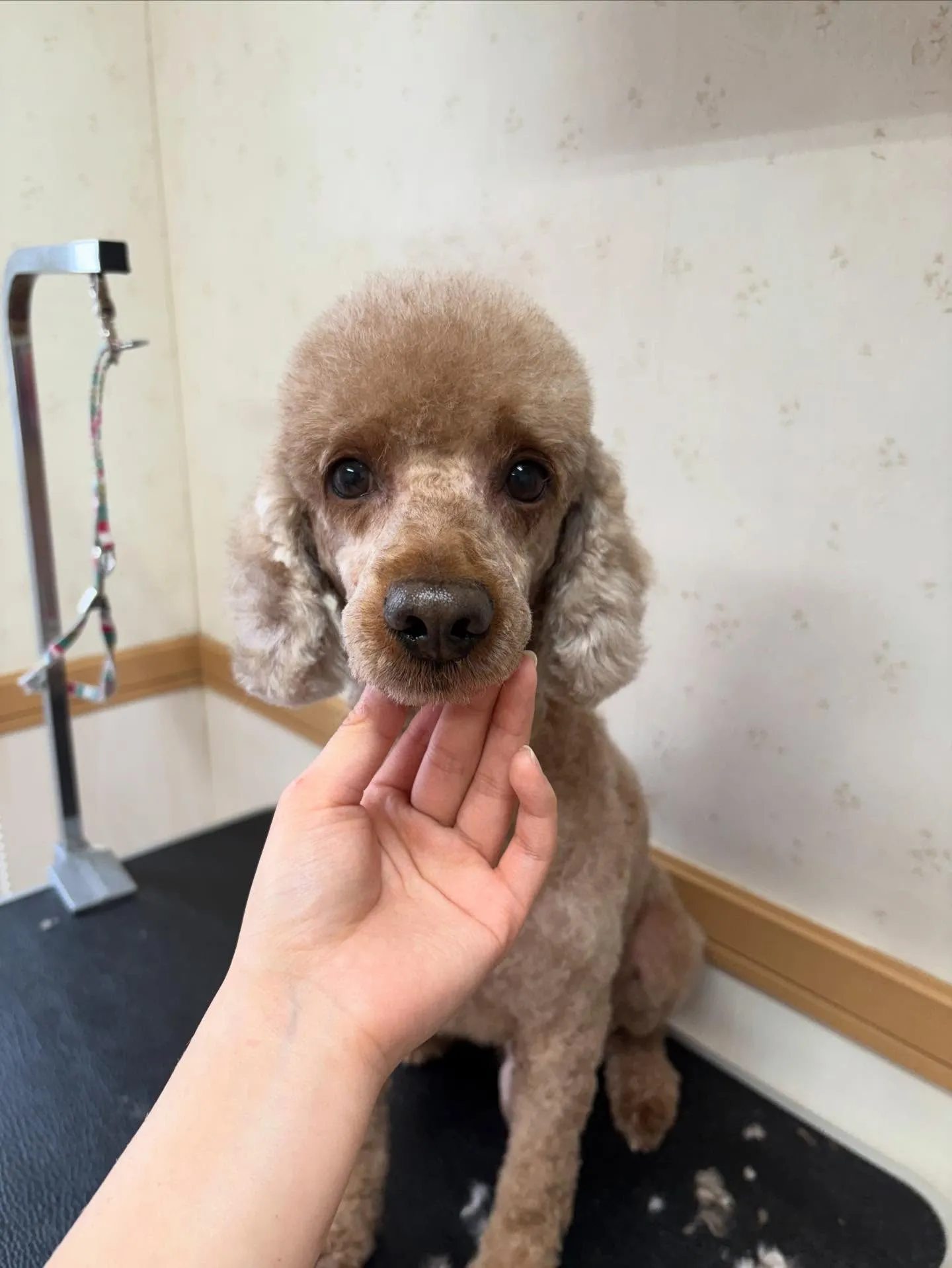 犬のトリミング✂️