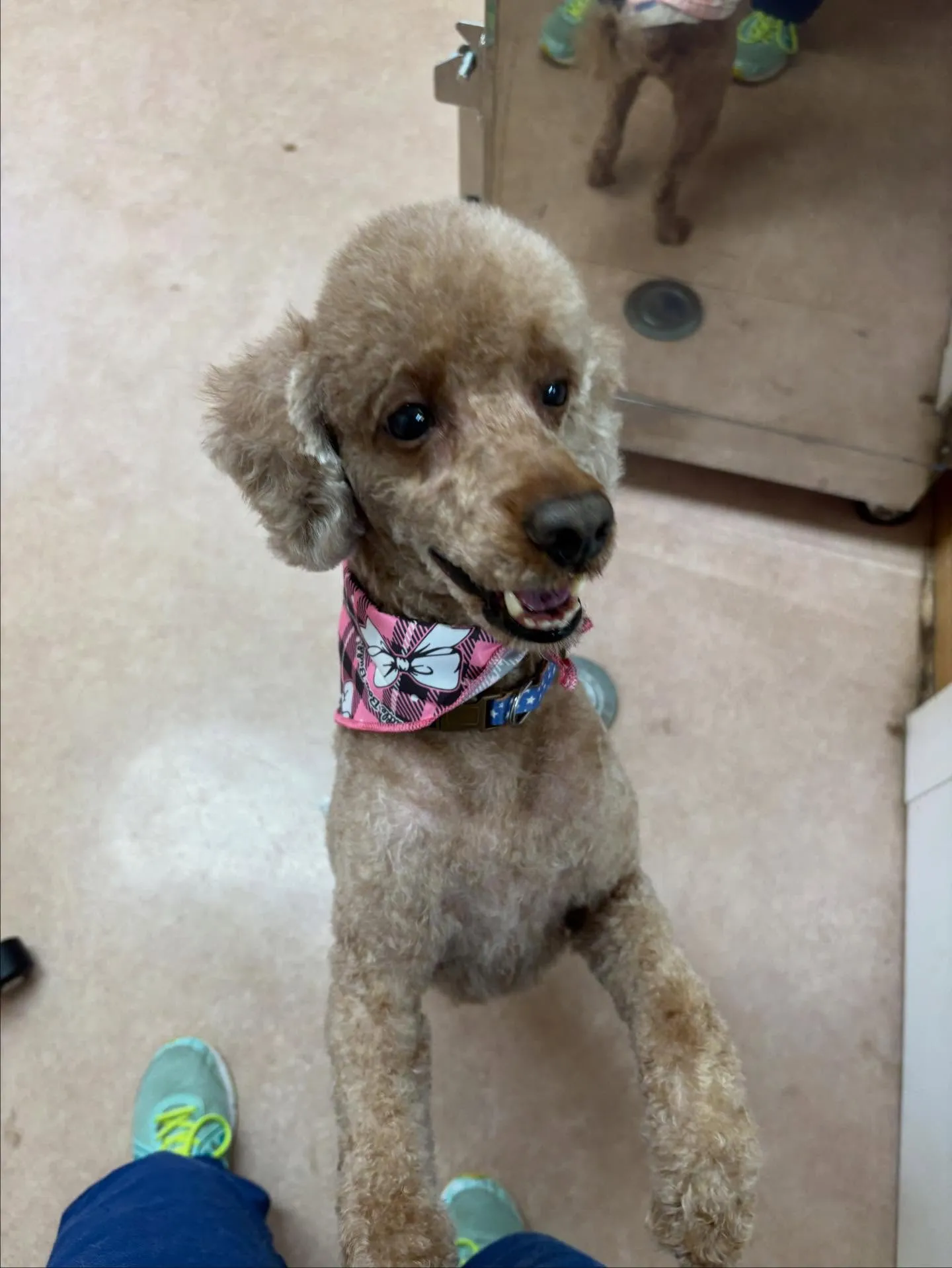 犬のトリミング✂️