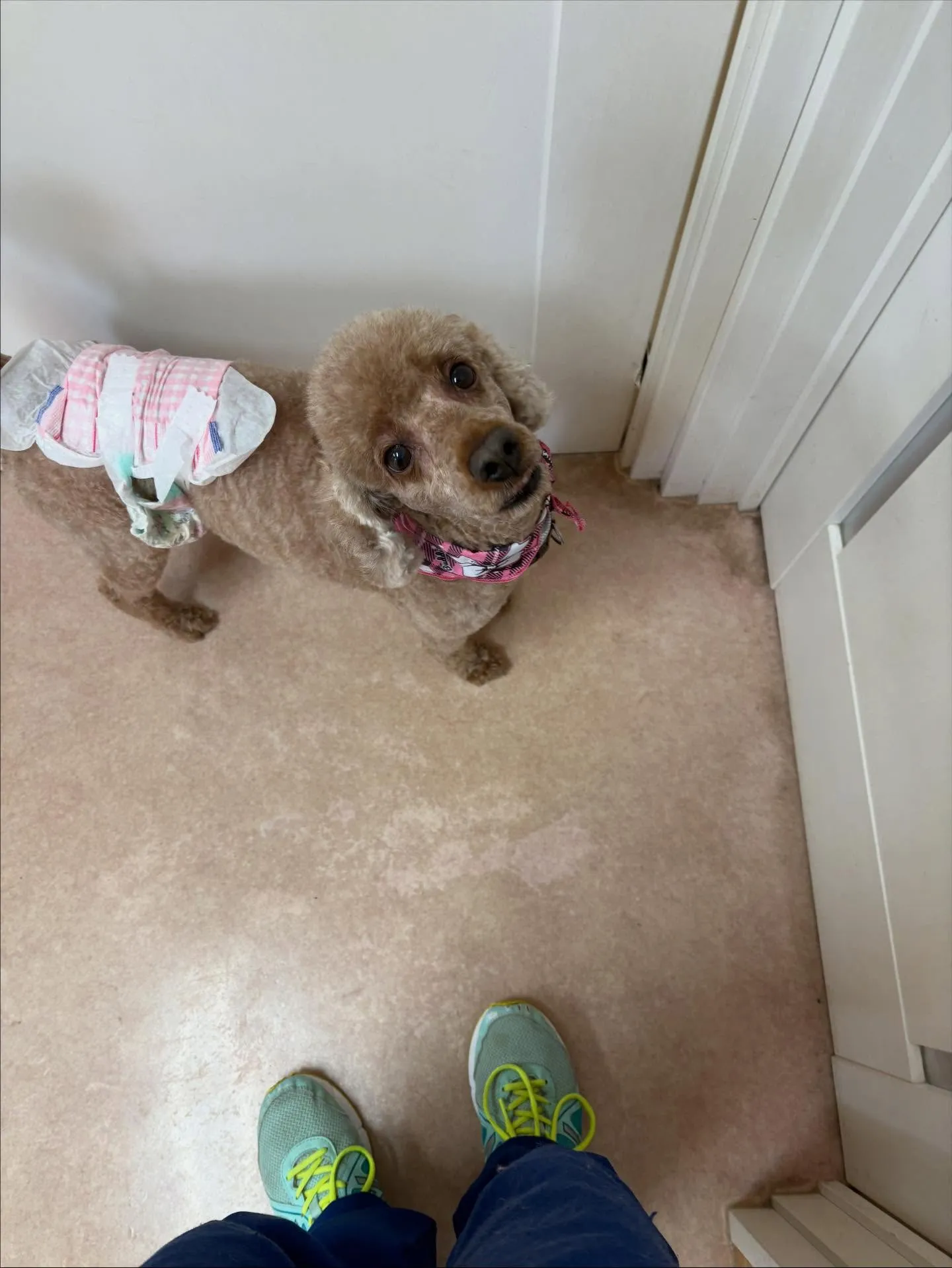 犬のトリミング✂️