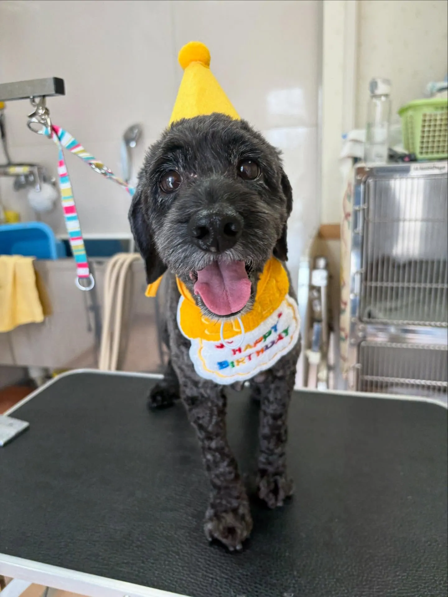 犬のトリミング✂️