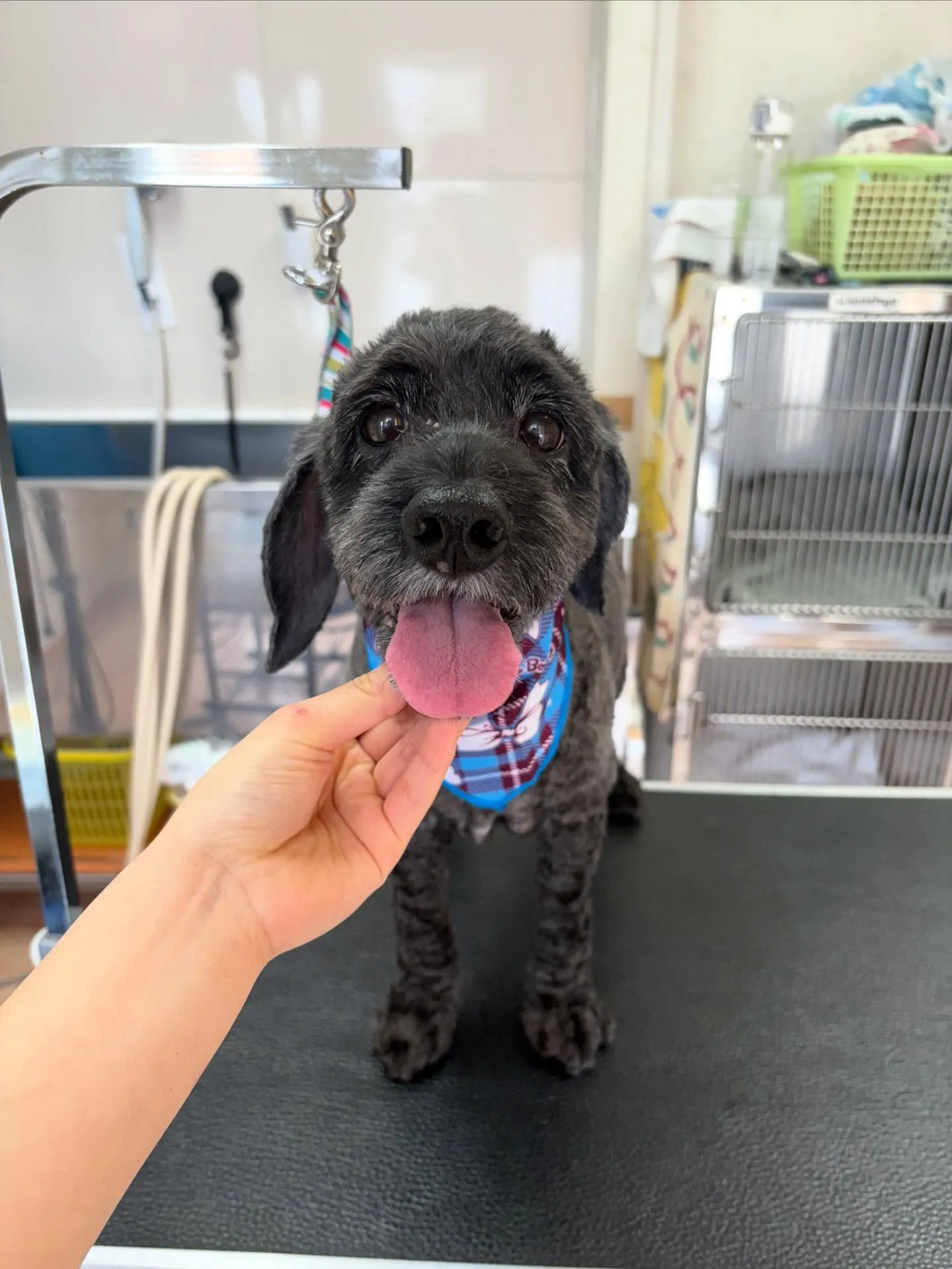 犬のトリミング✂️